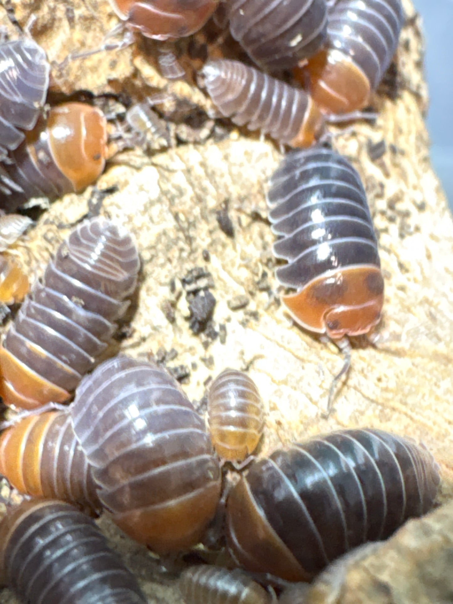 Armadillidium Flavoscutatum “Redheads”