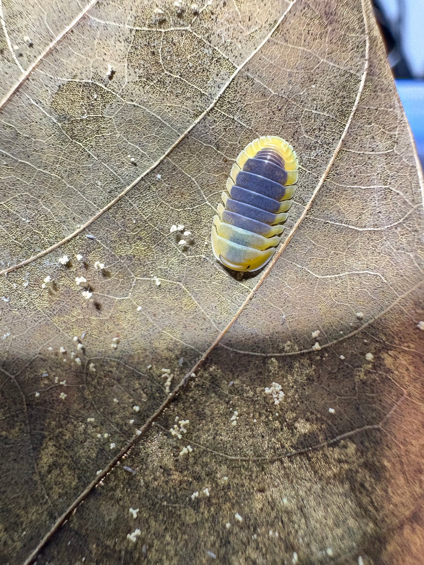 Cubaris sp. Lemon blues