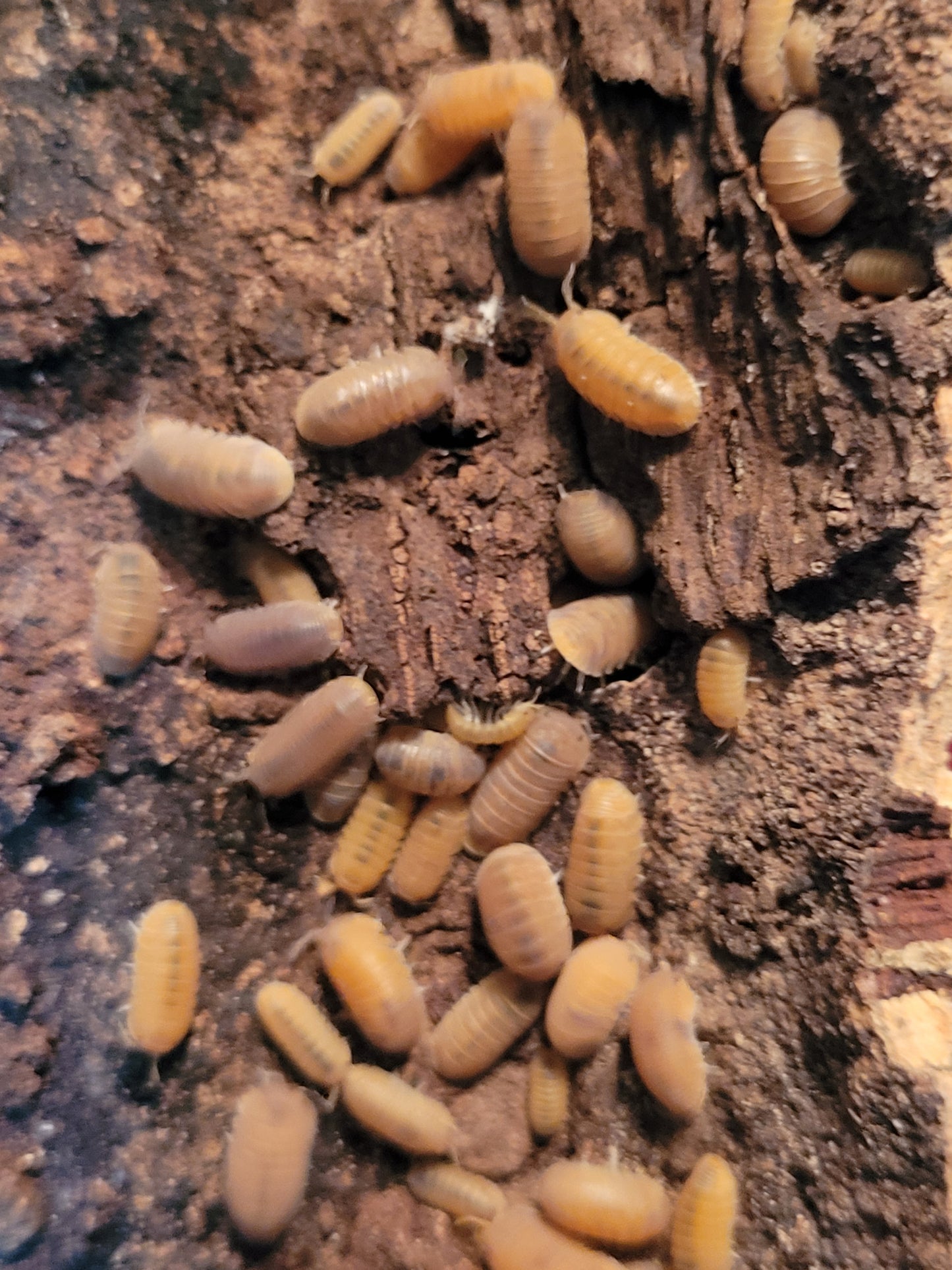 Cubaris Marina Sp. Anemone (10+)