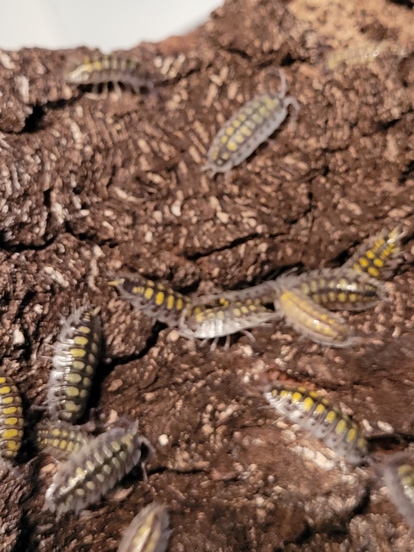 Porcellio Haasi high yellow (10 count)