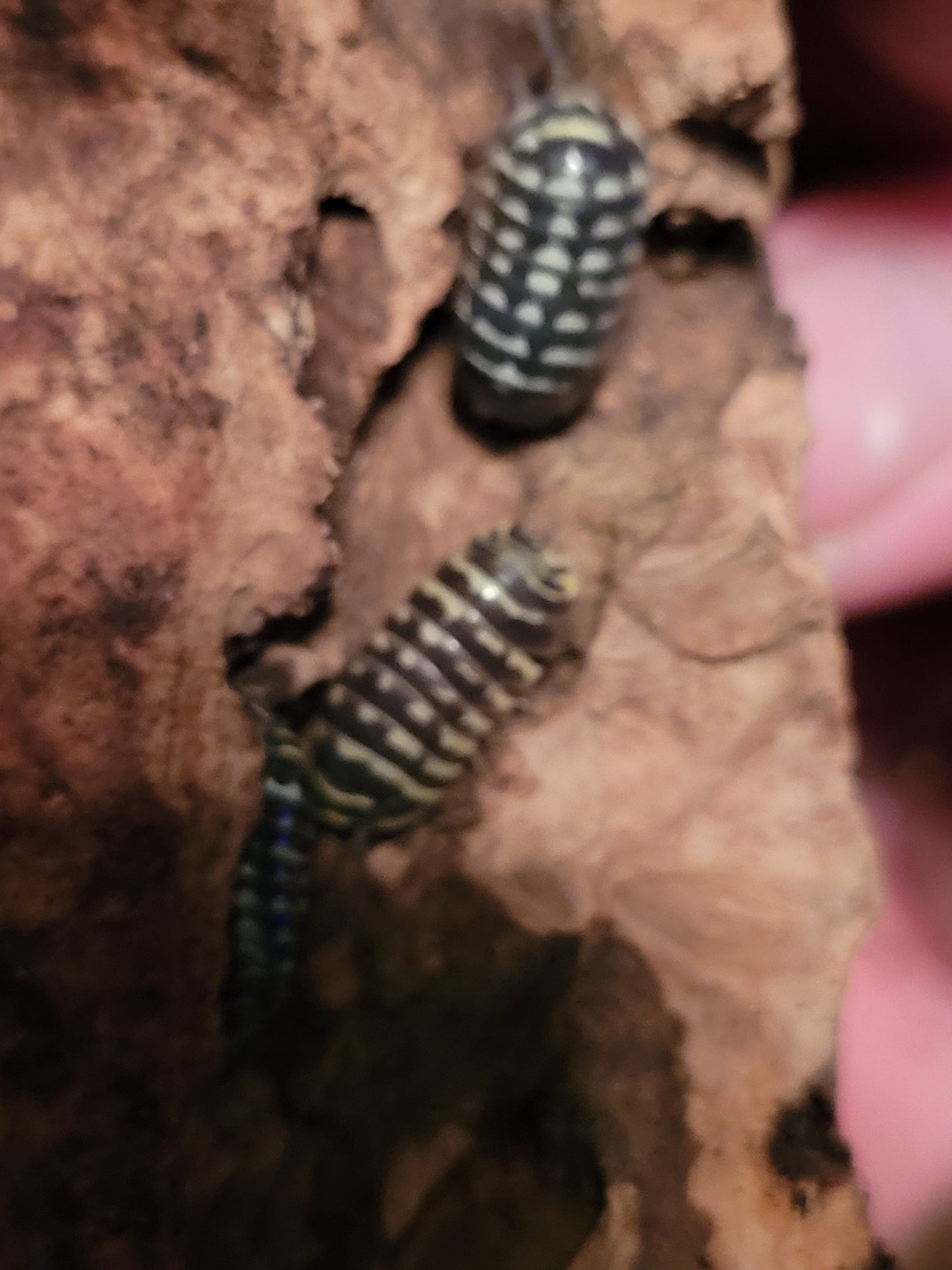 Armadillidium Maculatum sp. Yellow zebra (10+)