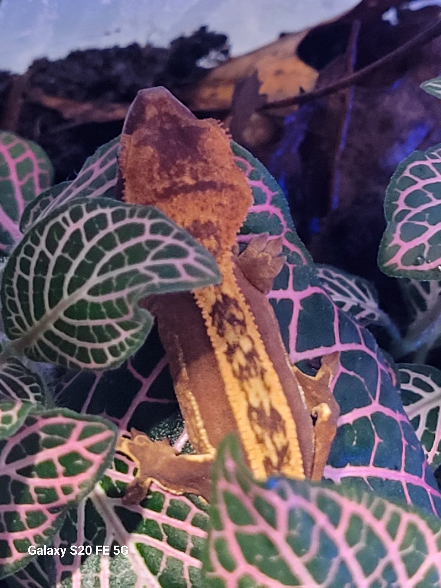 Red pinstripe juvenile crested gecko