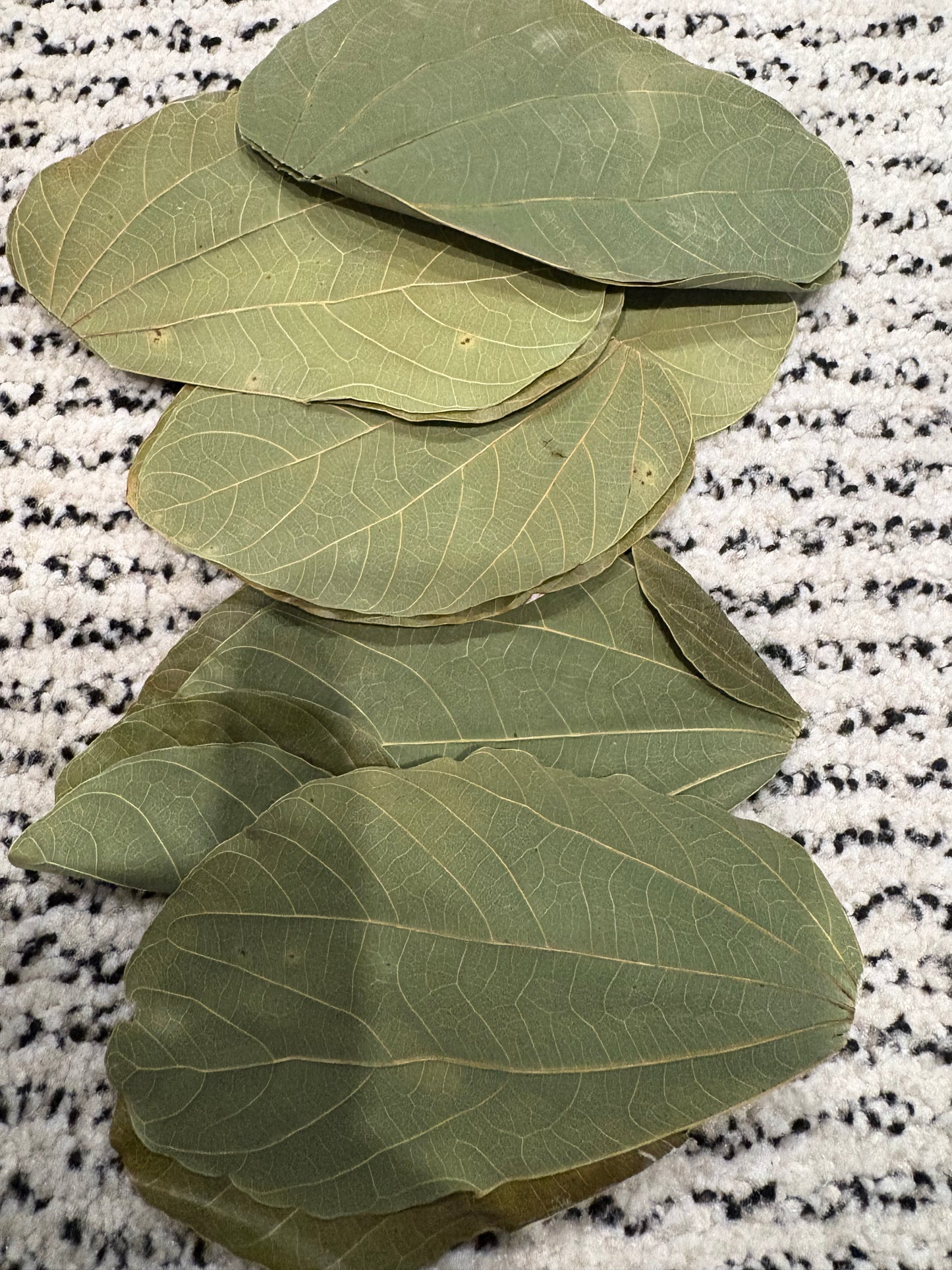 Asian Orchid Leaves