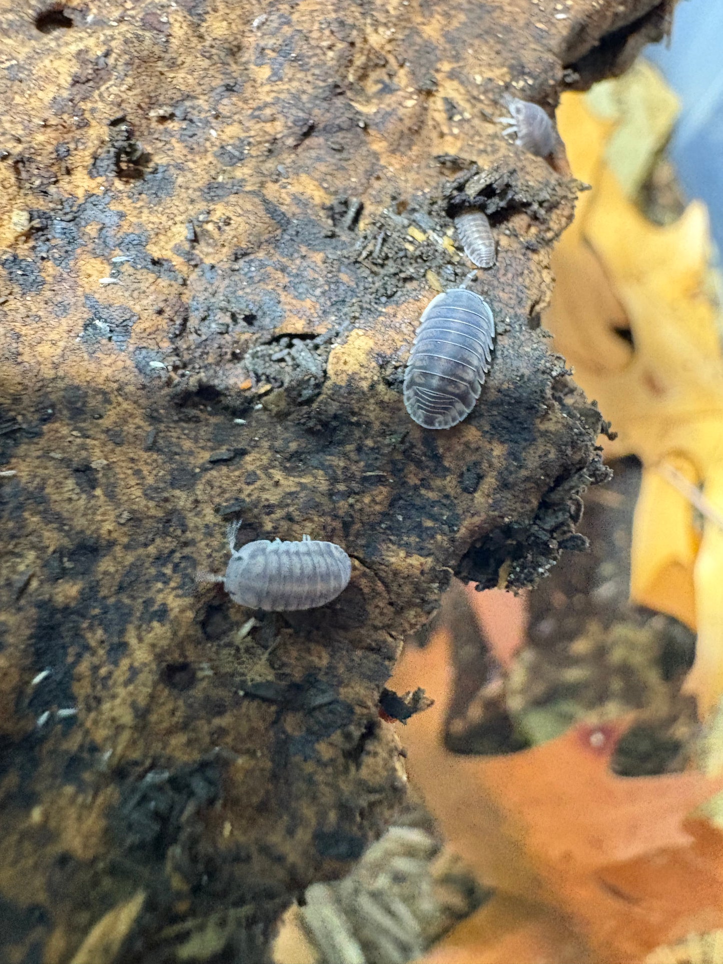 Cubaris sp. Happy nuns