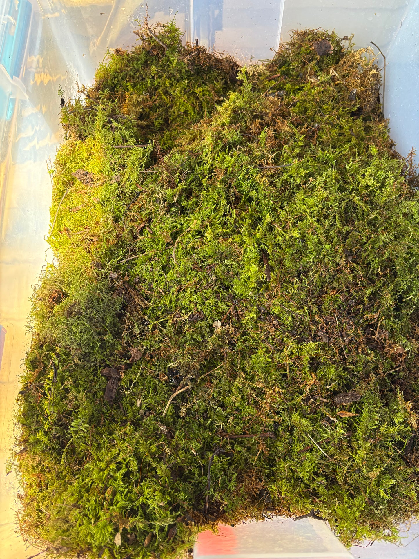 Fern moss