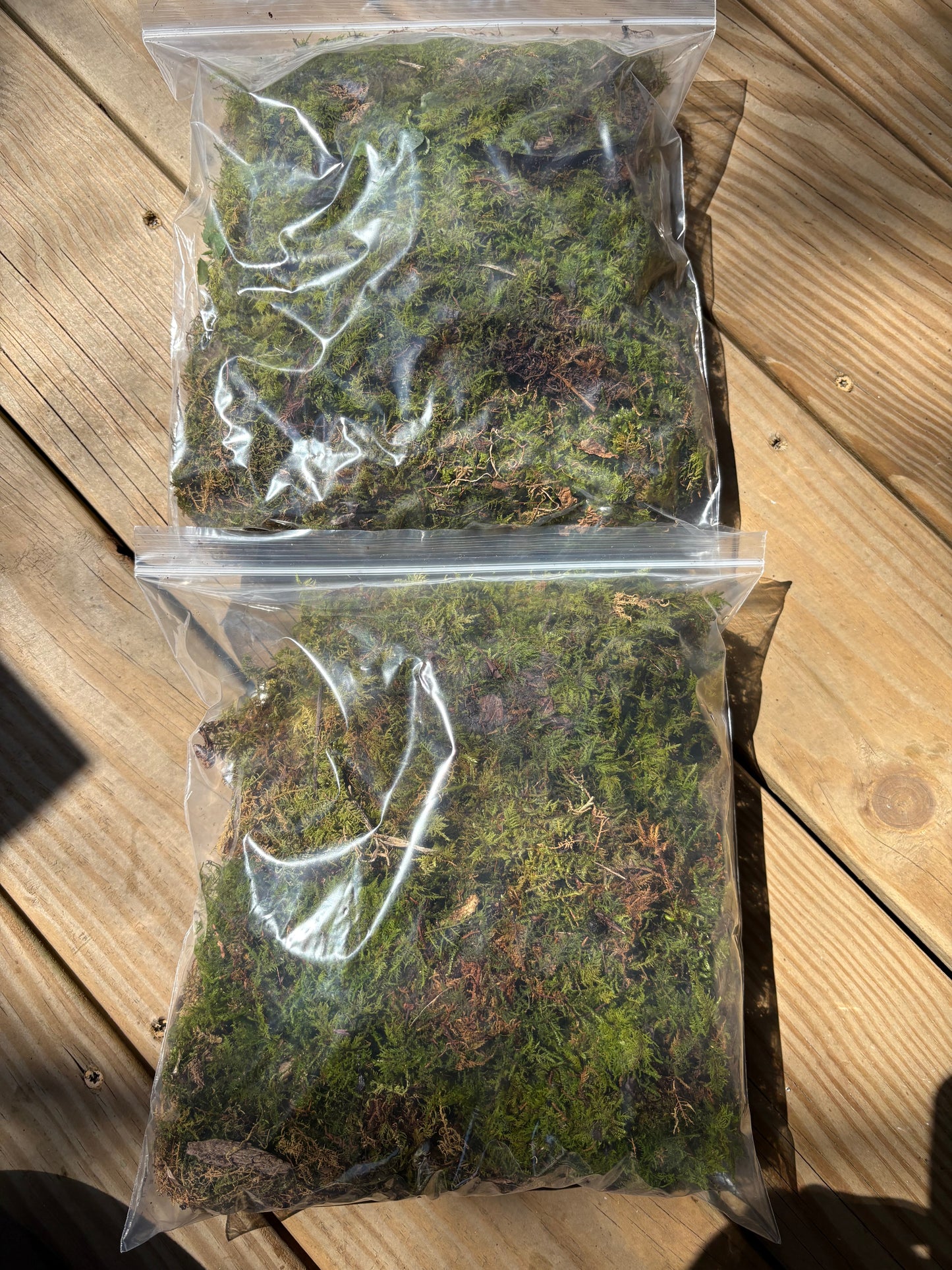 Fern moss
