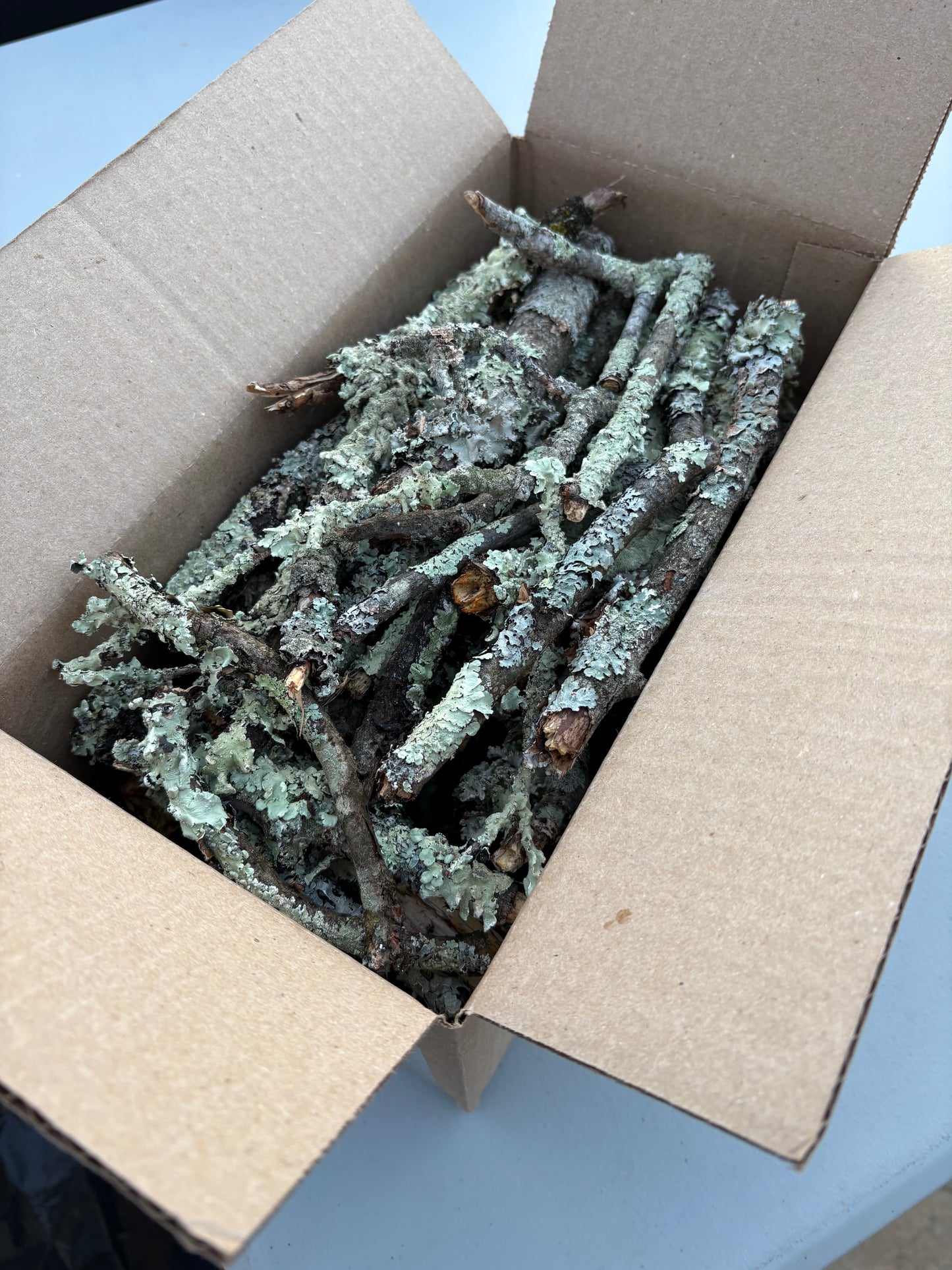 Lichen sticks and twigs