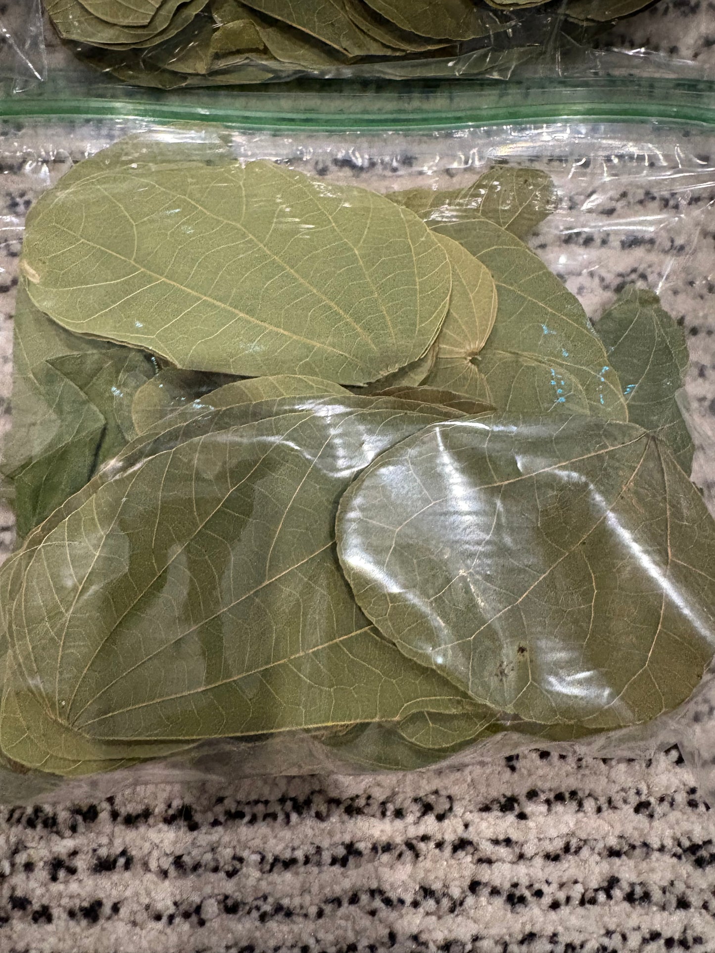 Asian Orchid Leaves