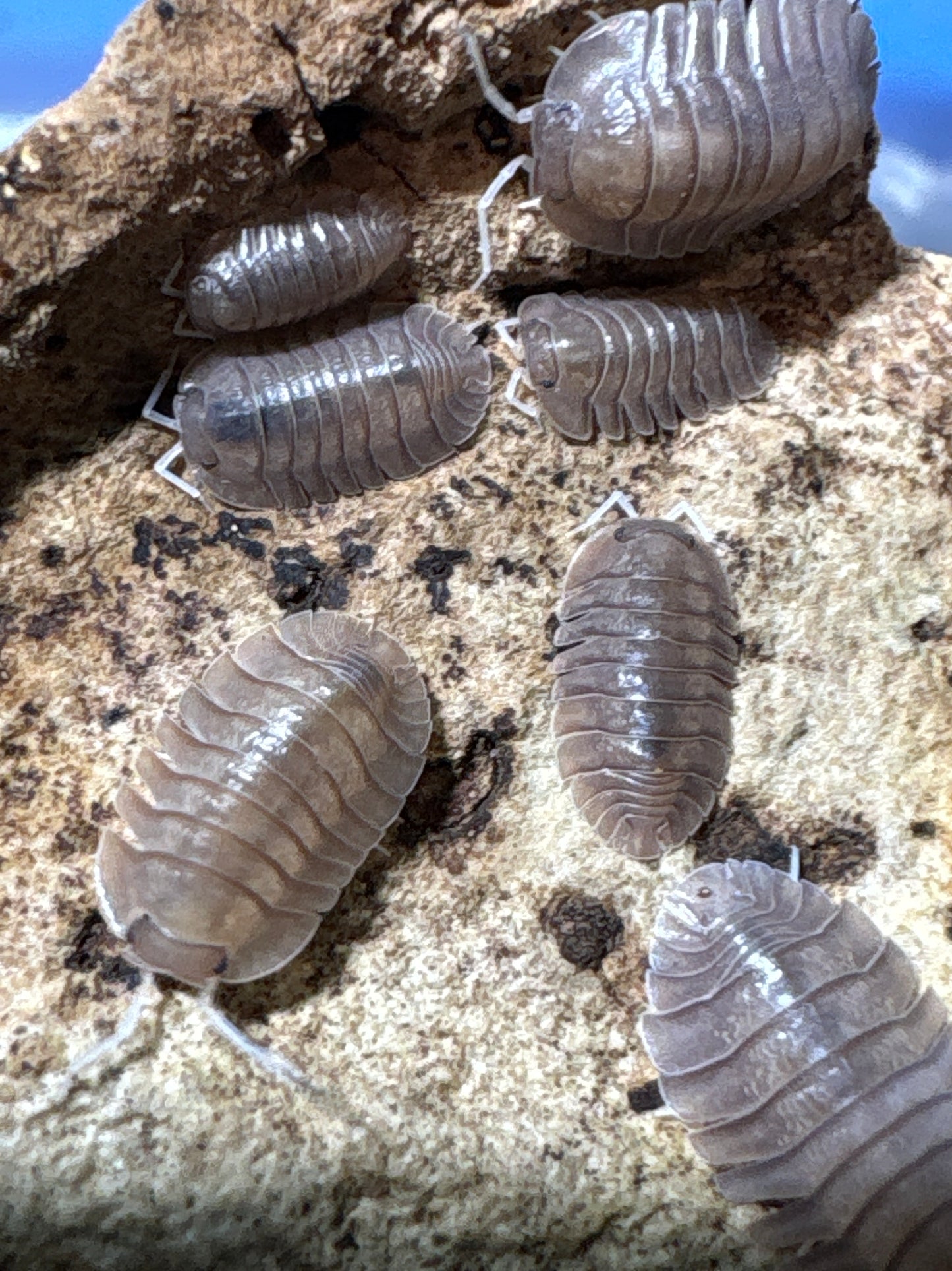 Troglodillo sp. Soil