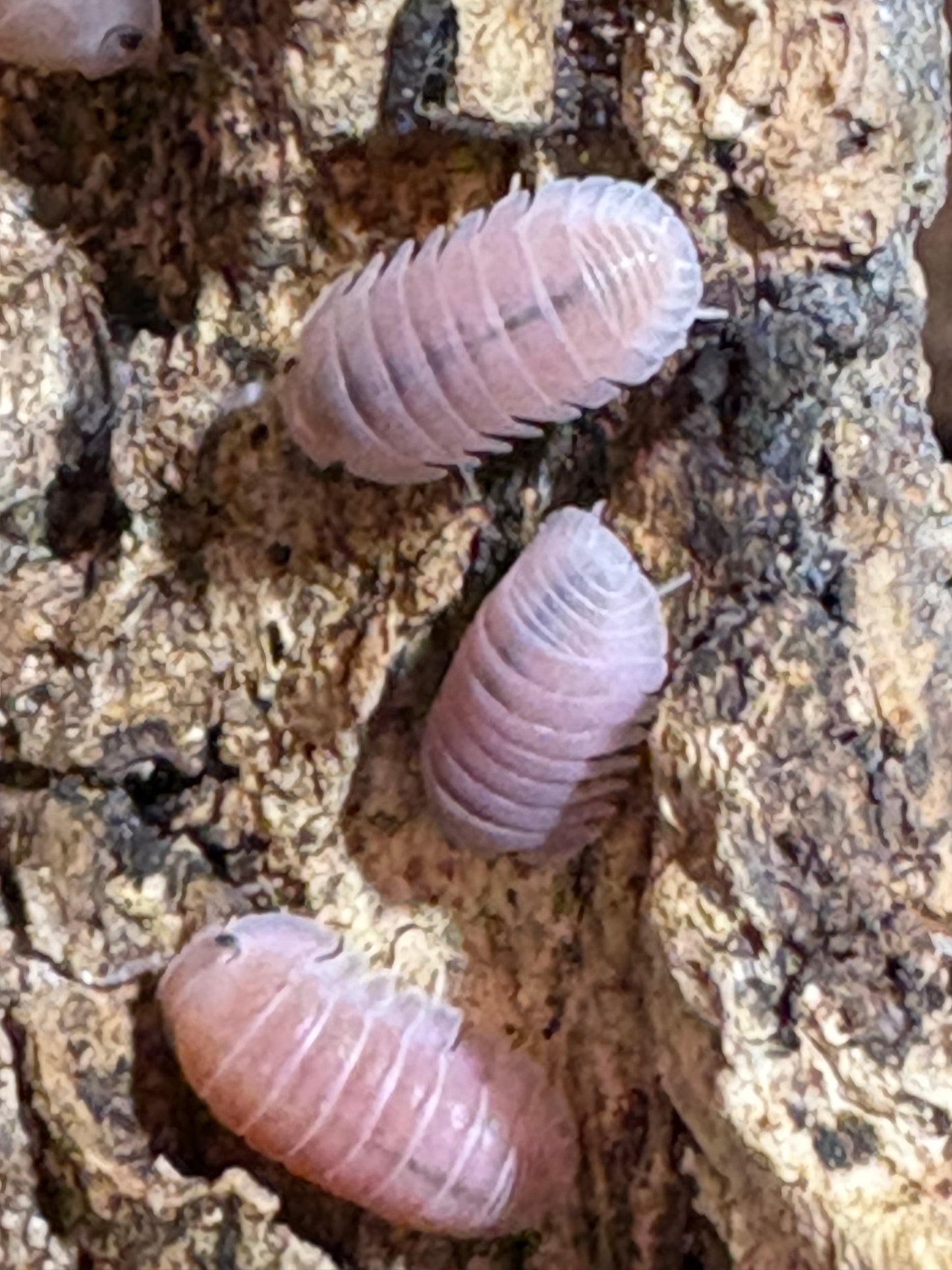 Cubaris sp. Cherry Blossom isopods