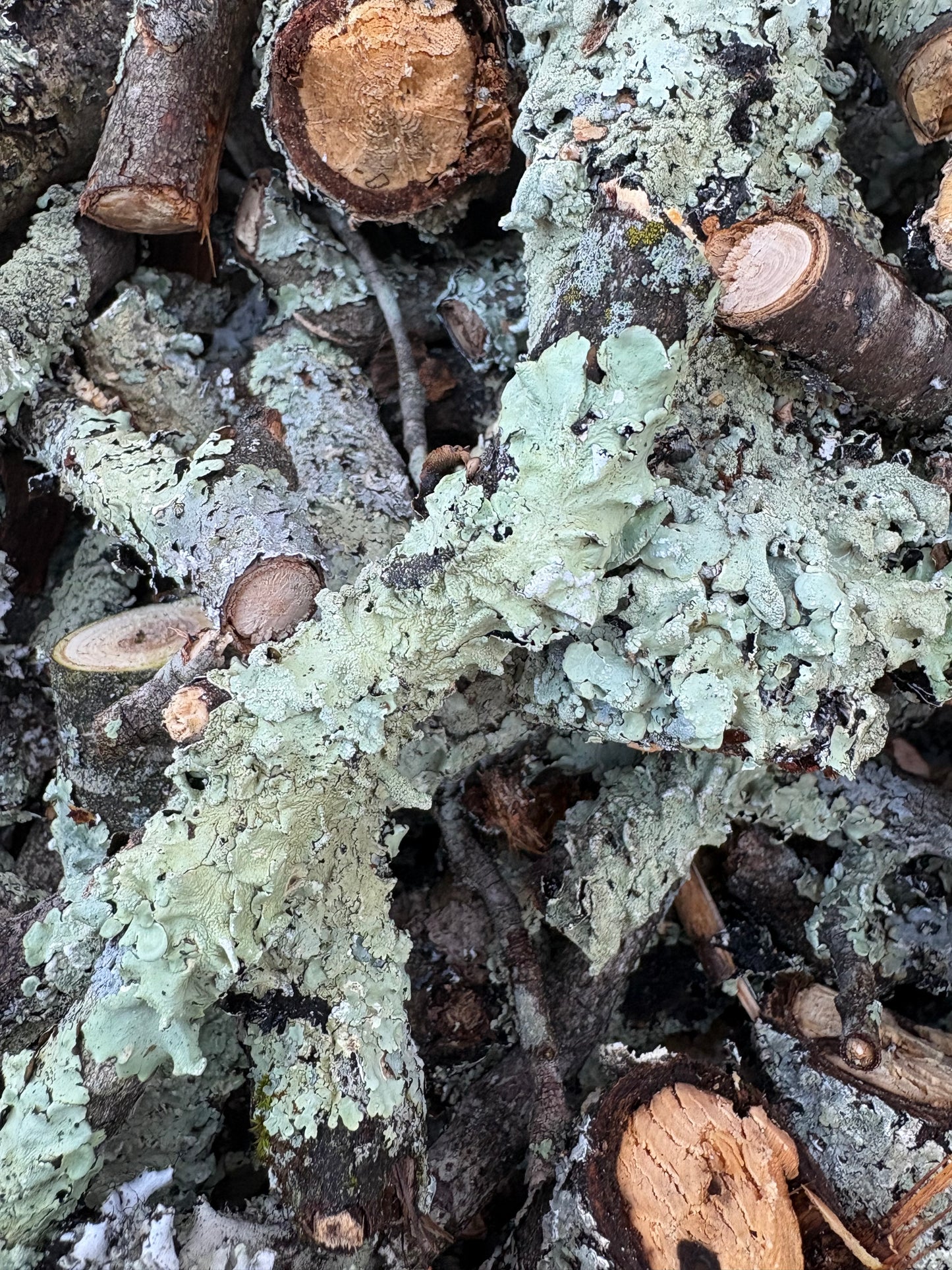 Lichen sticks and twigs
