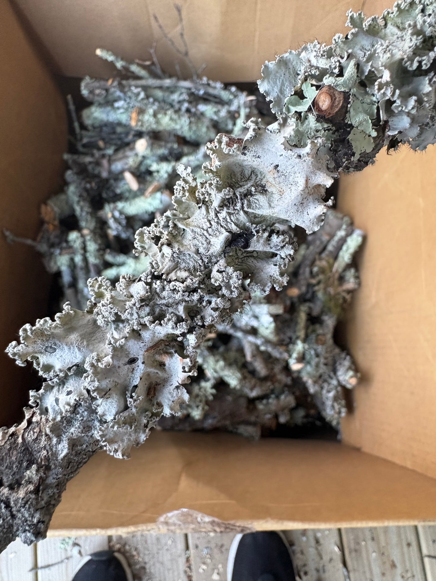 Lichen sticks and twigs