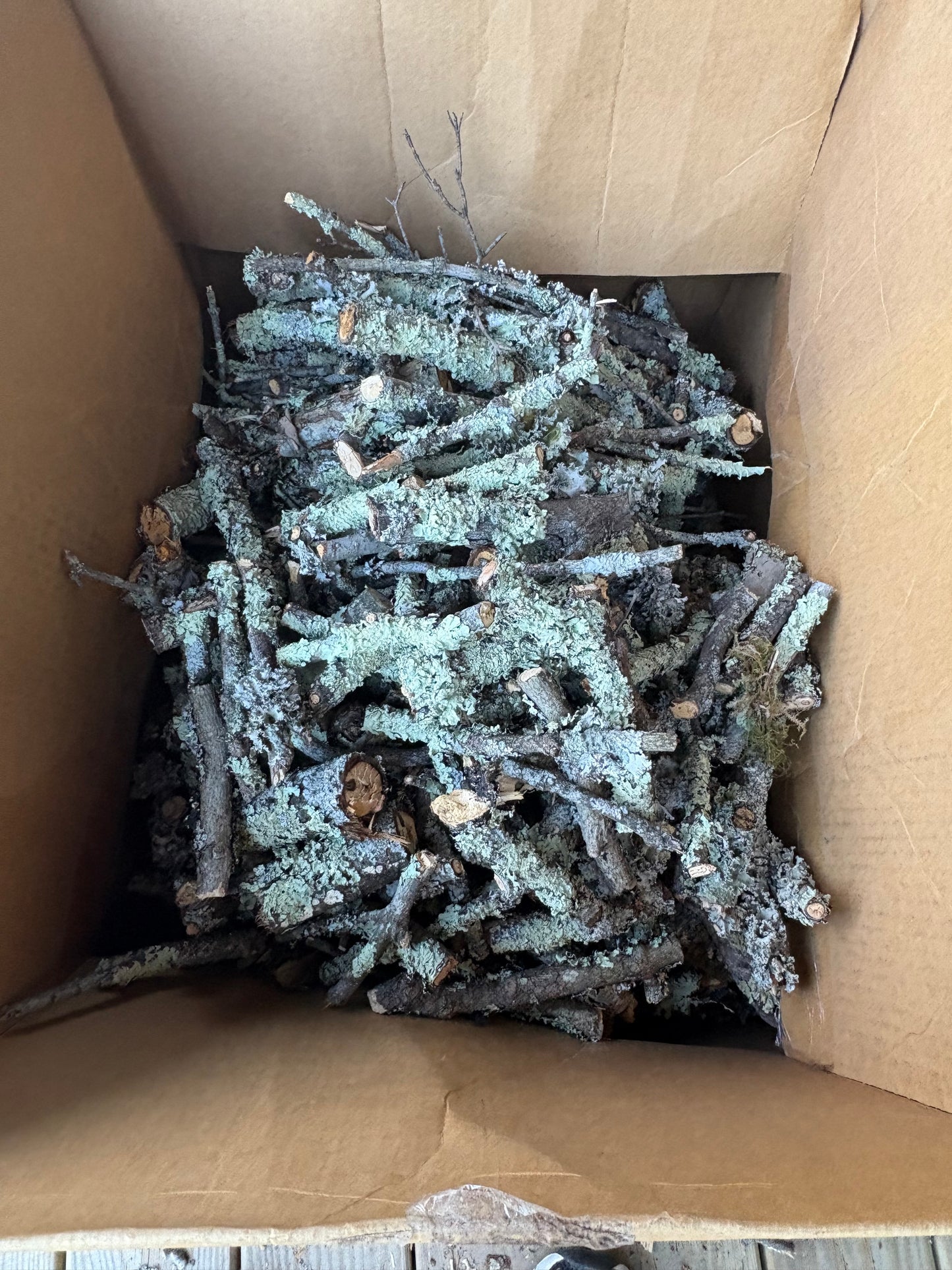 Lichen sticks and twigs
