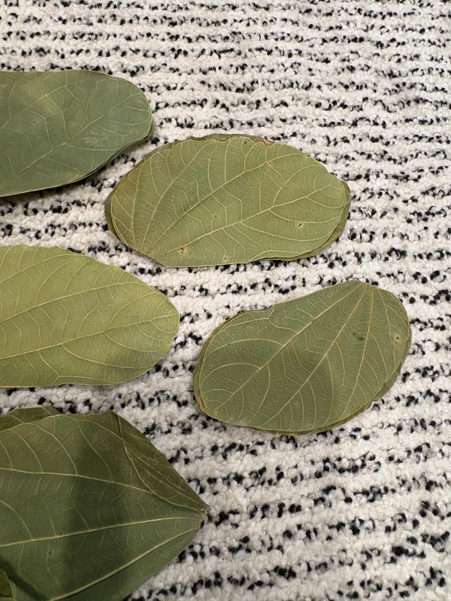 Asian Orchid Leaves