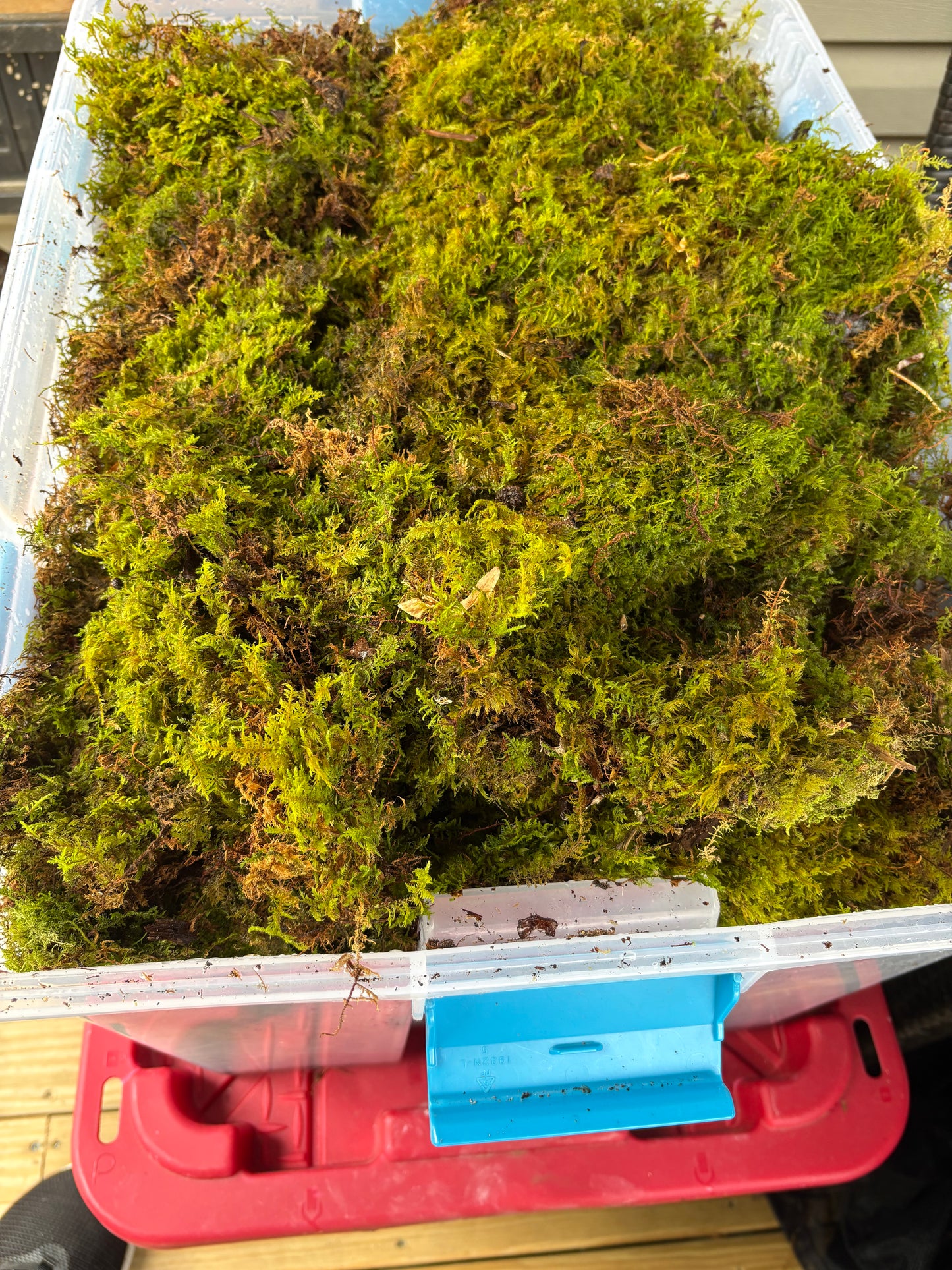 Fern moss