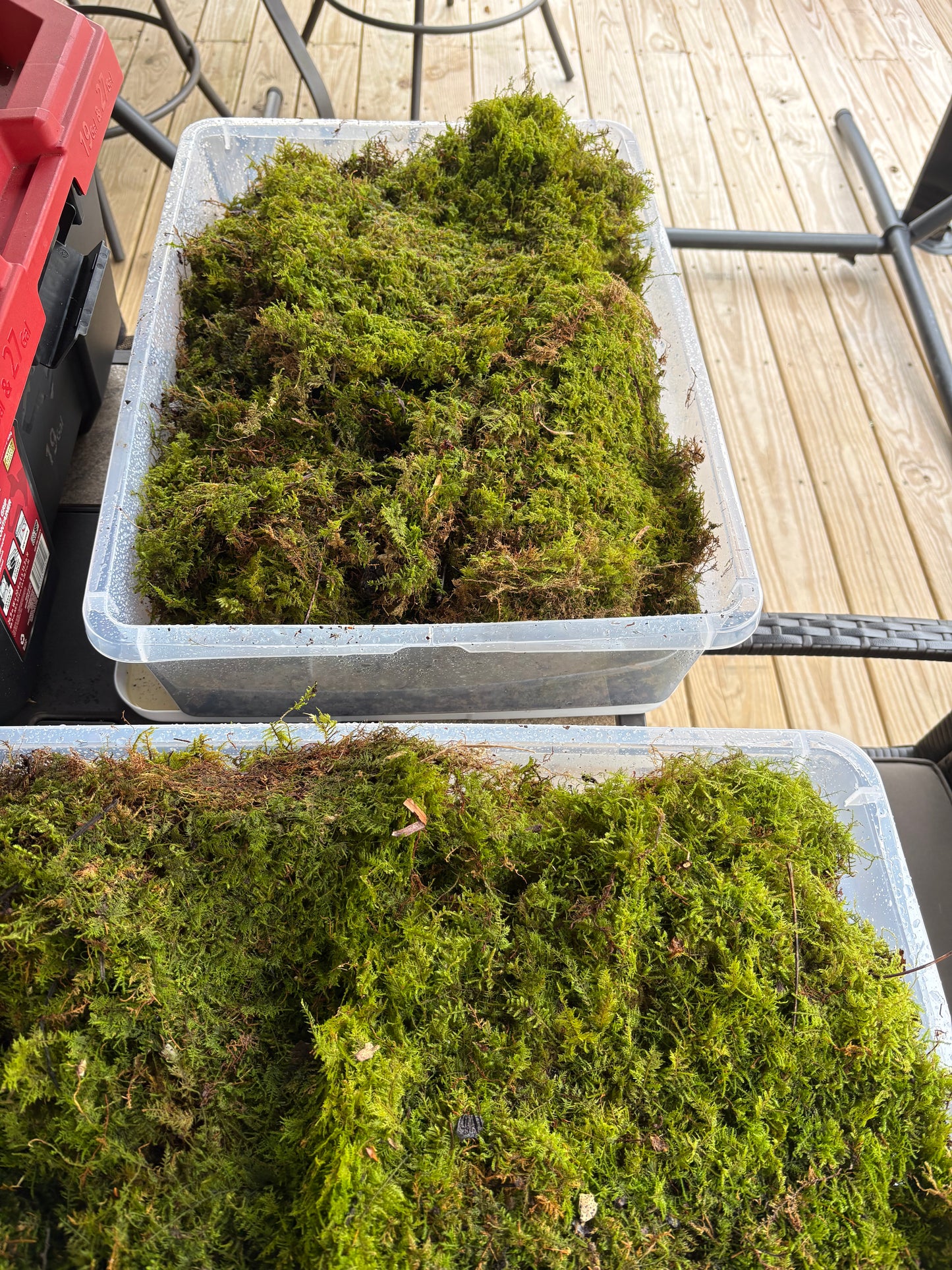 Fern moss