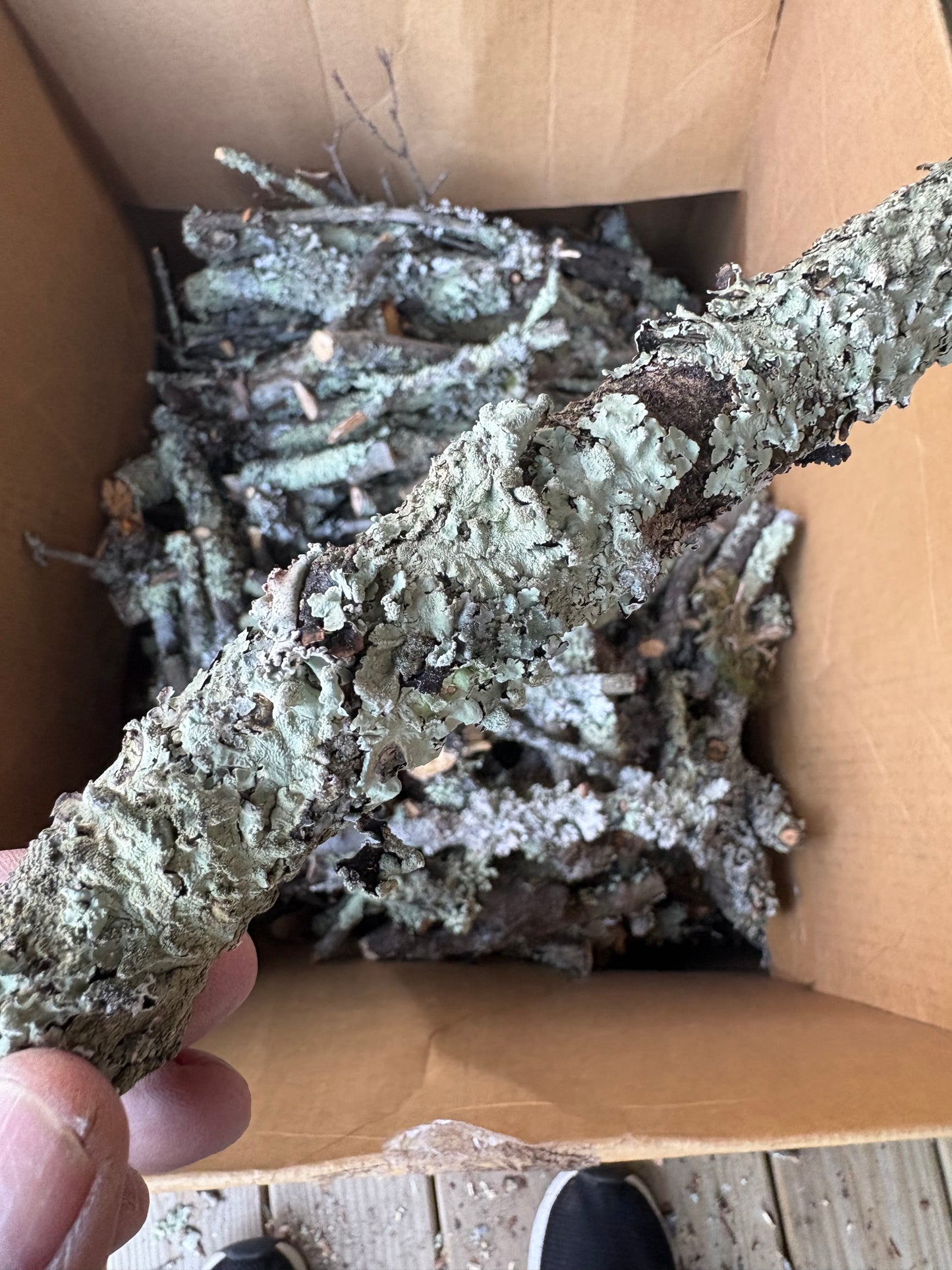Lichen sticks and twigs