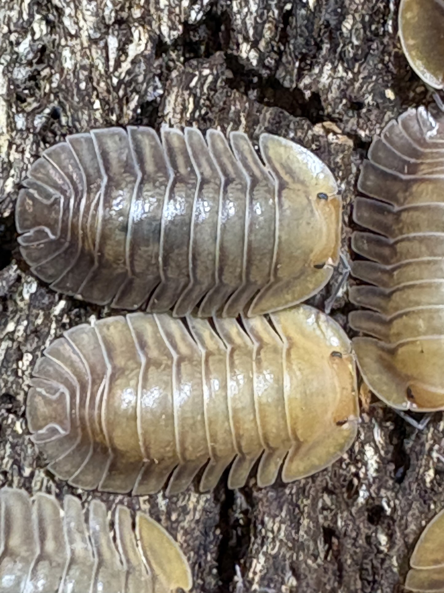 Cubaris sp. Porcelain isopods