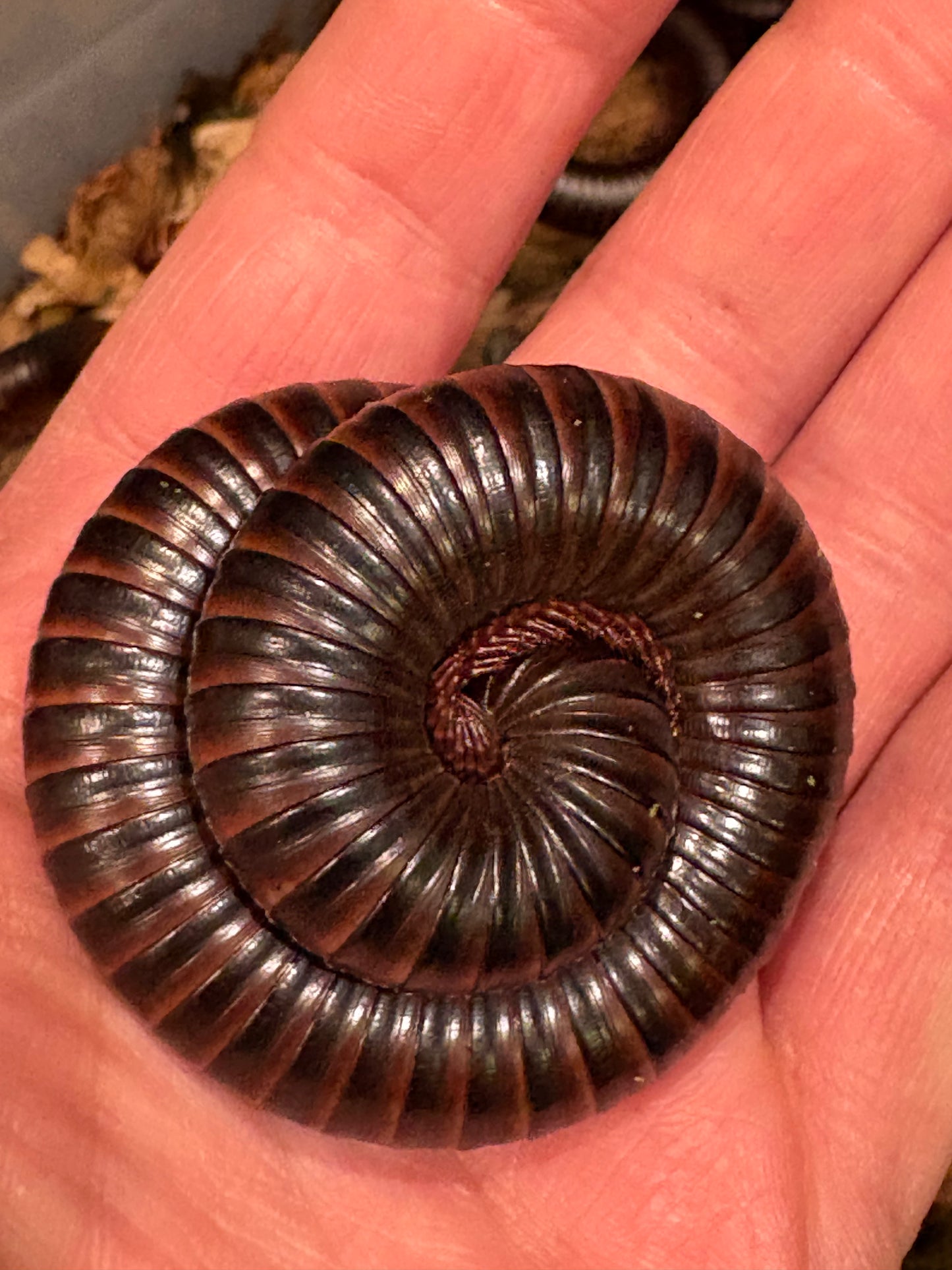 Giant African Millipedes “Archispirostreptus Gigas”