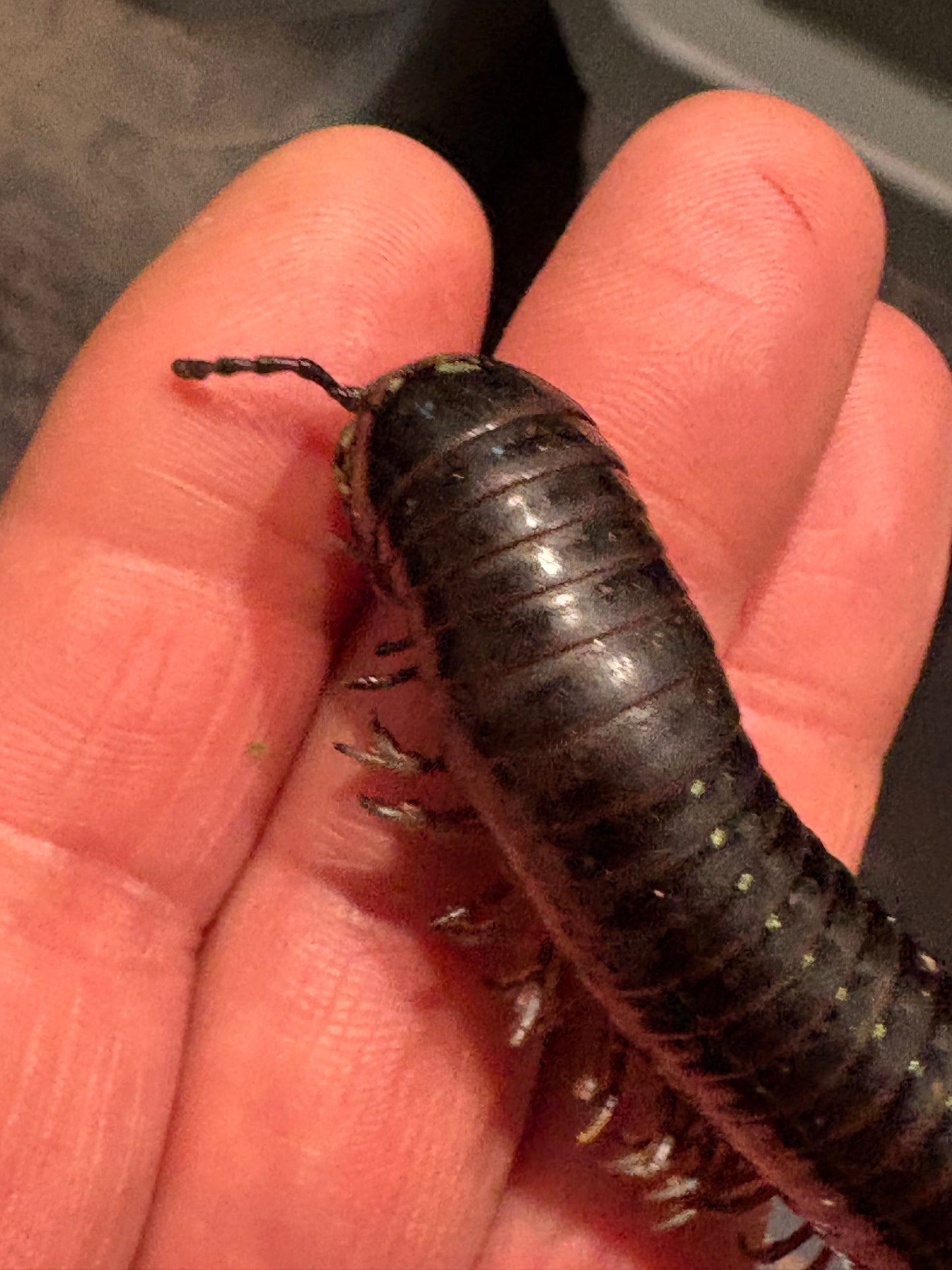“Silver Ghost Rider” Millipedes