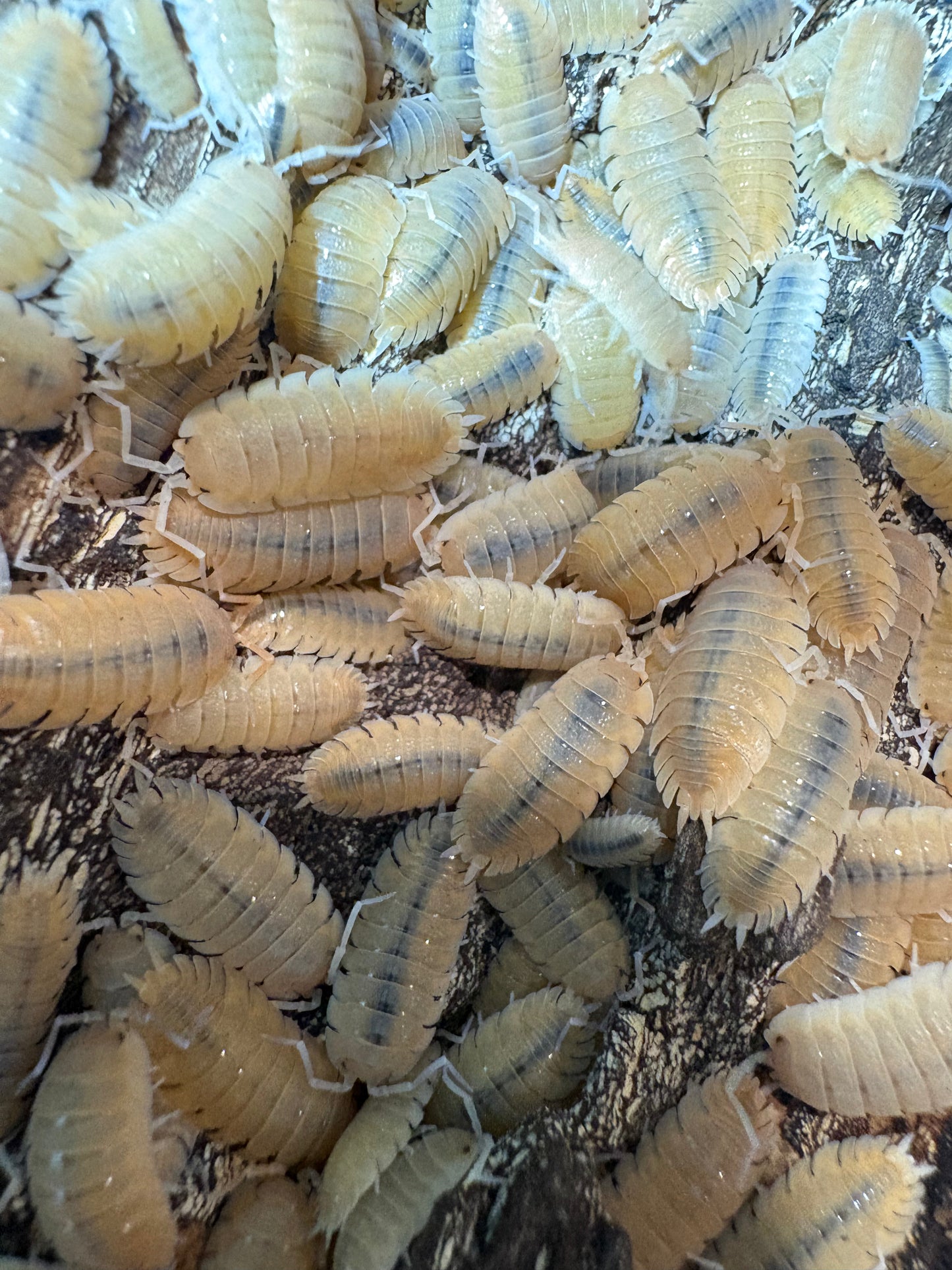 Porcellio mazaronensis
