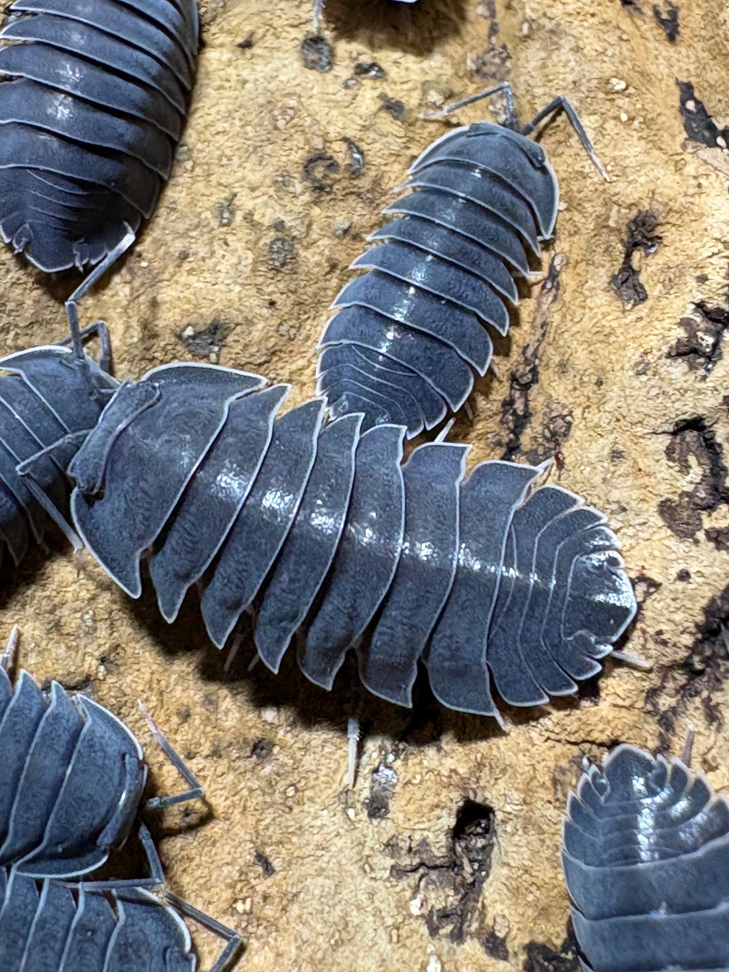 Ardentiella sp. Black hole