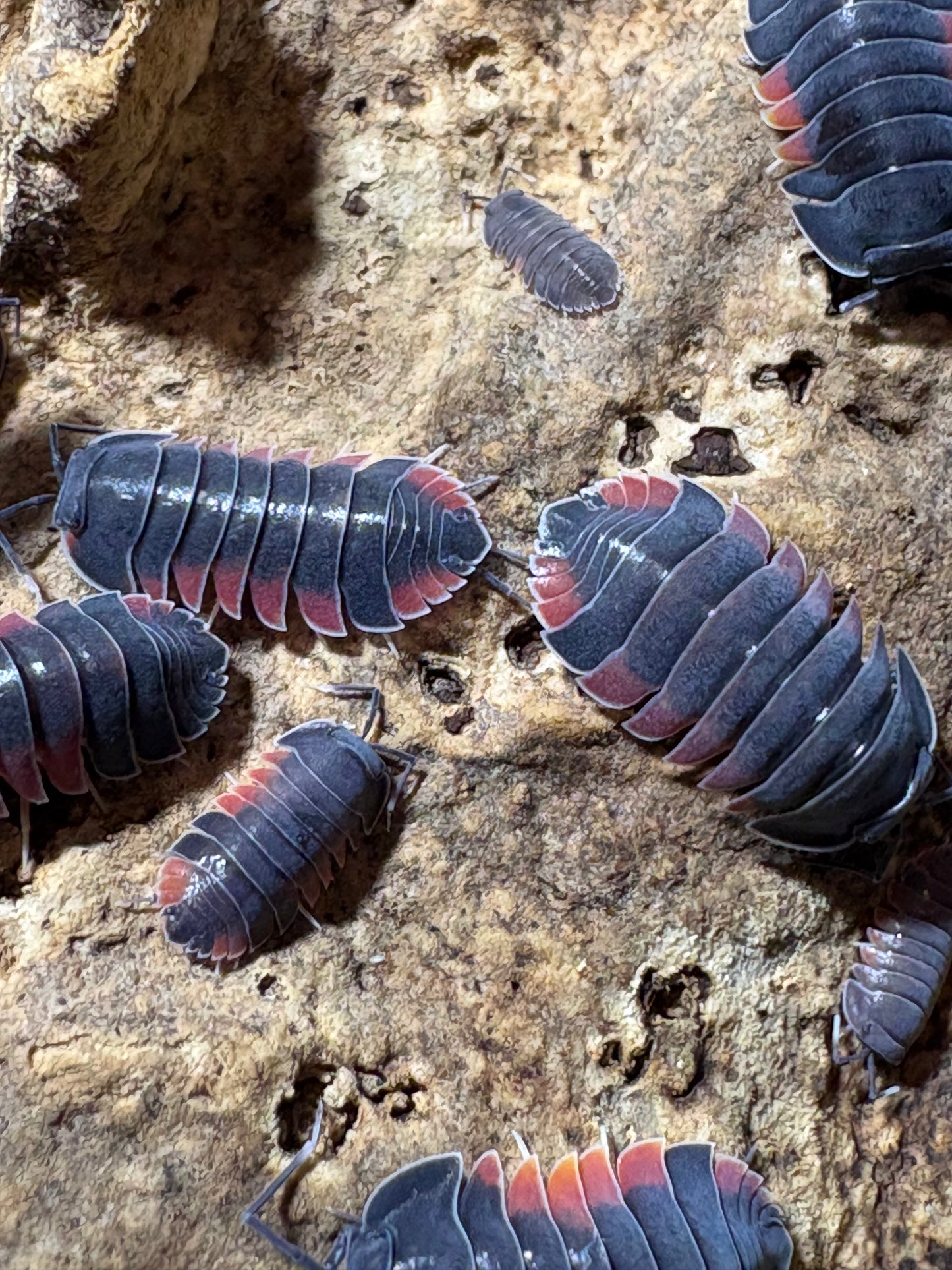 Ardentiella sp. Firewing
