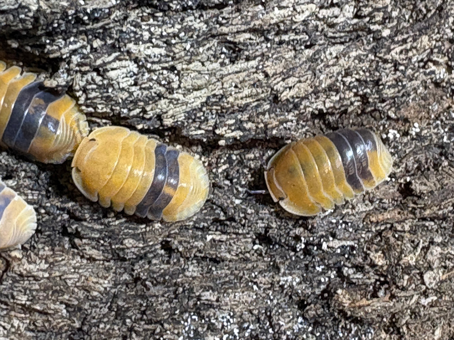 Cubaris sp. Amber ducks
