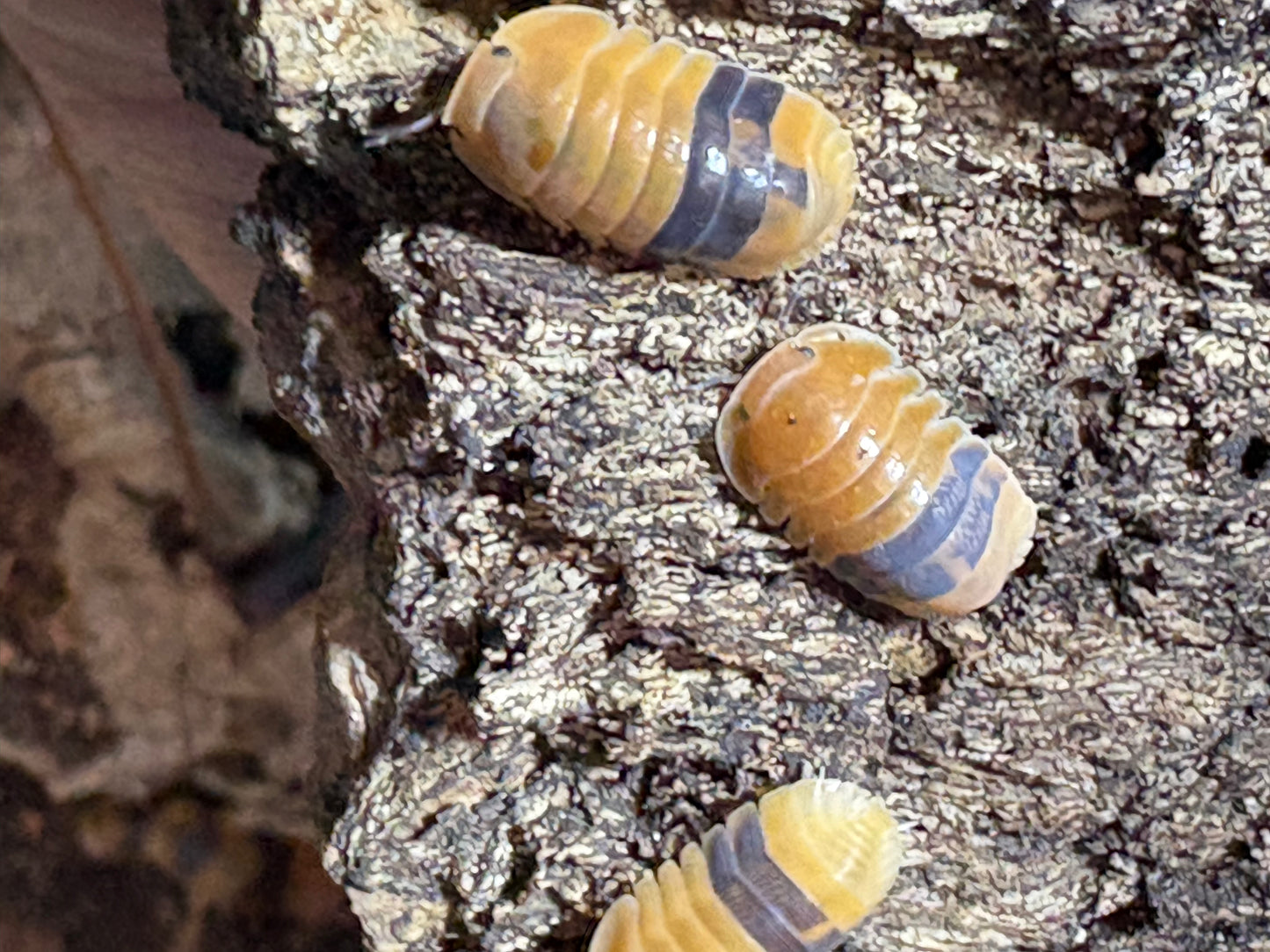 Cubaris sp. Amber ducks
