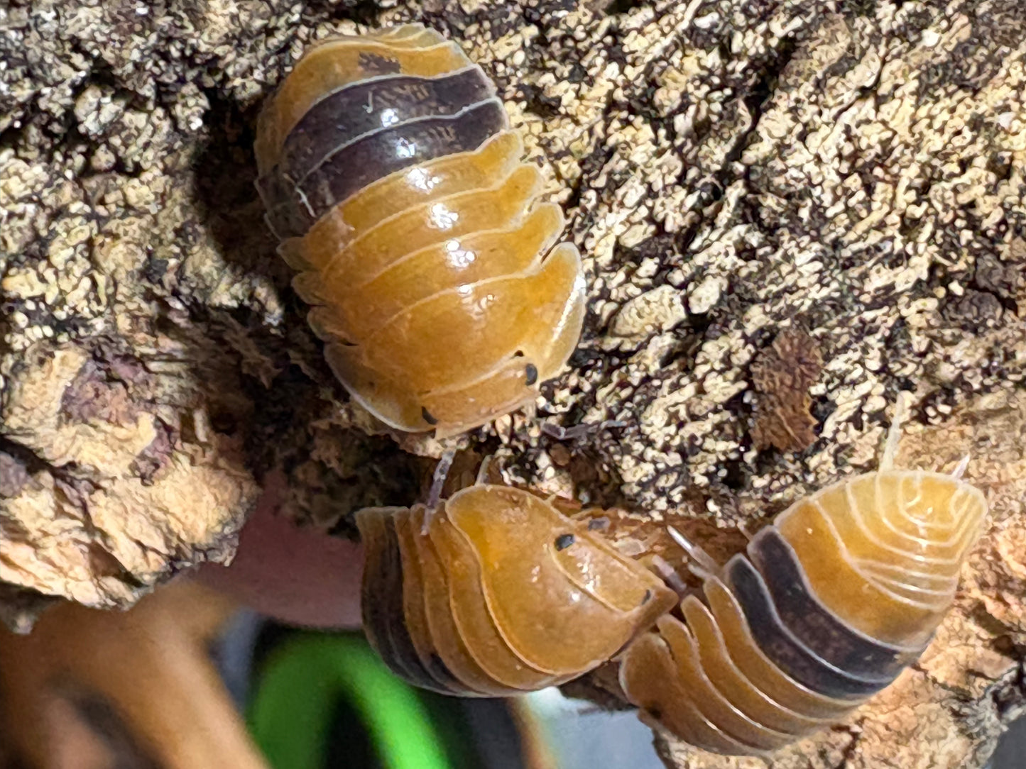 Cubaris sp. Amber ducks