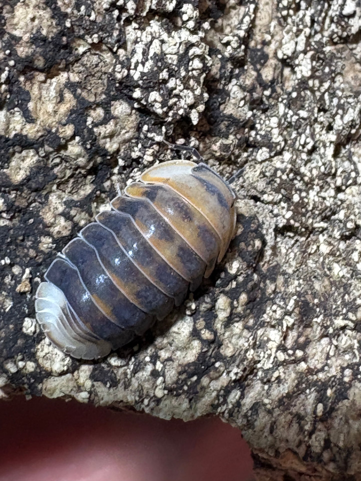 Cubaris sp. Angry monk