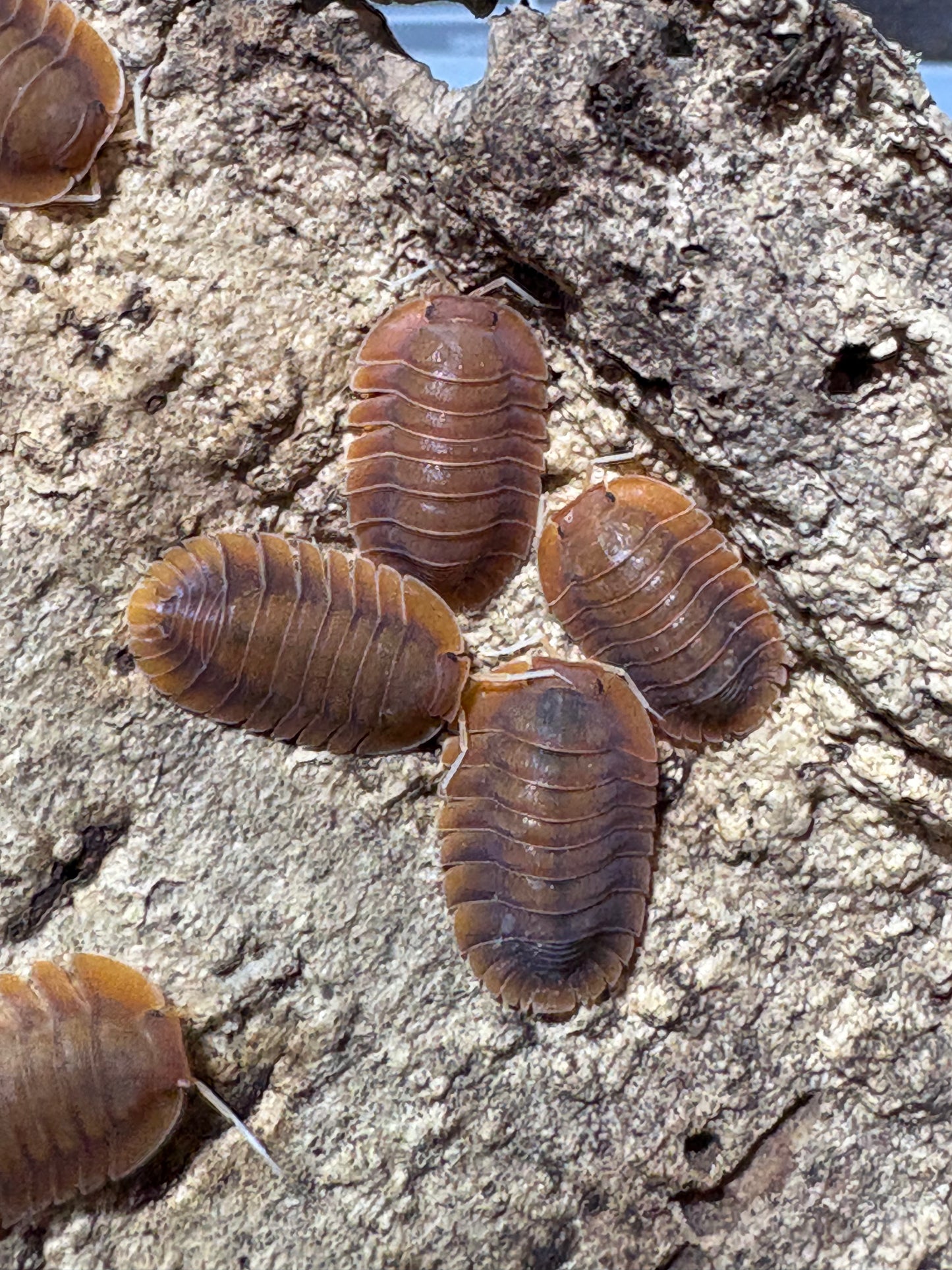 Troglodillo sp. Vex