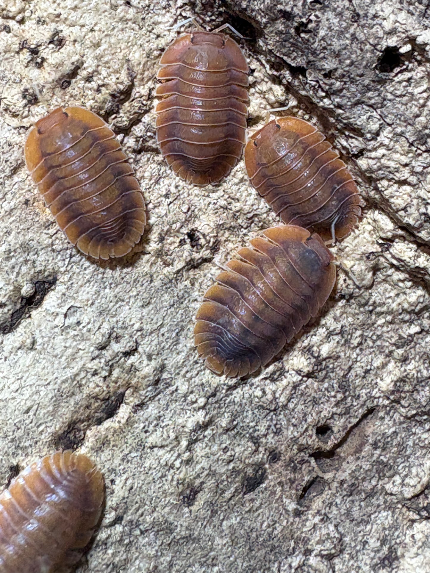 Troglodillo sp. Vex