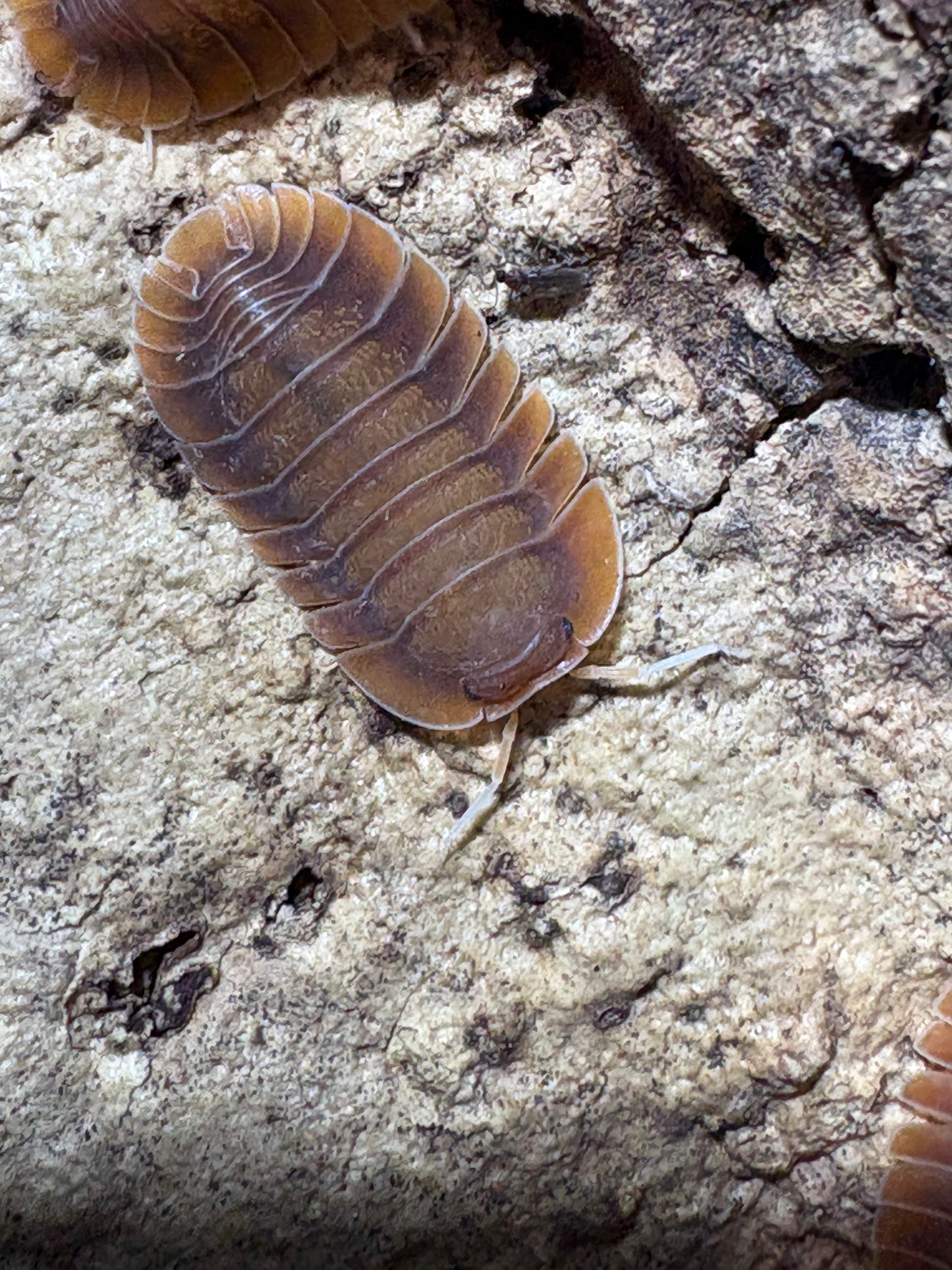 Troglodillo sp. Vex
