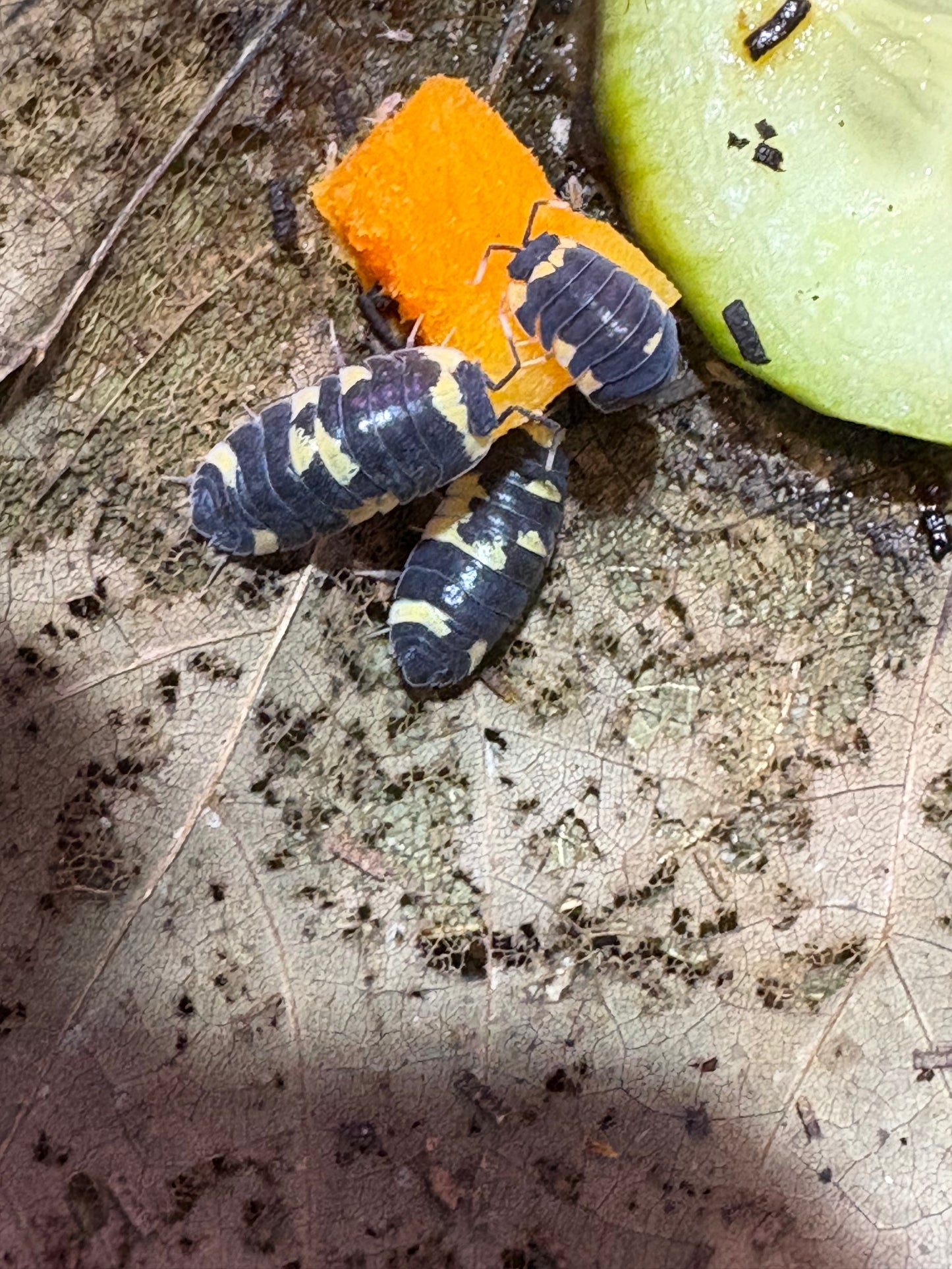Ardentiella sp. Yellow panda