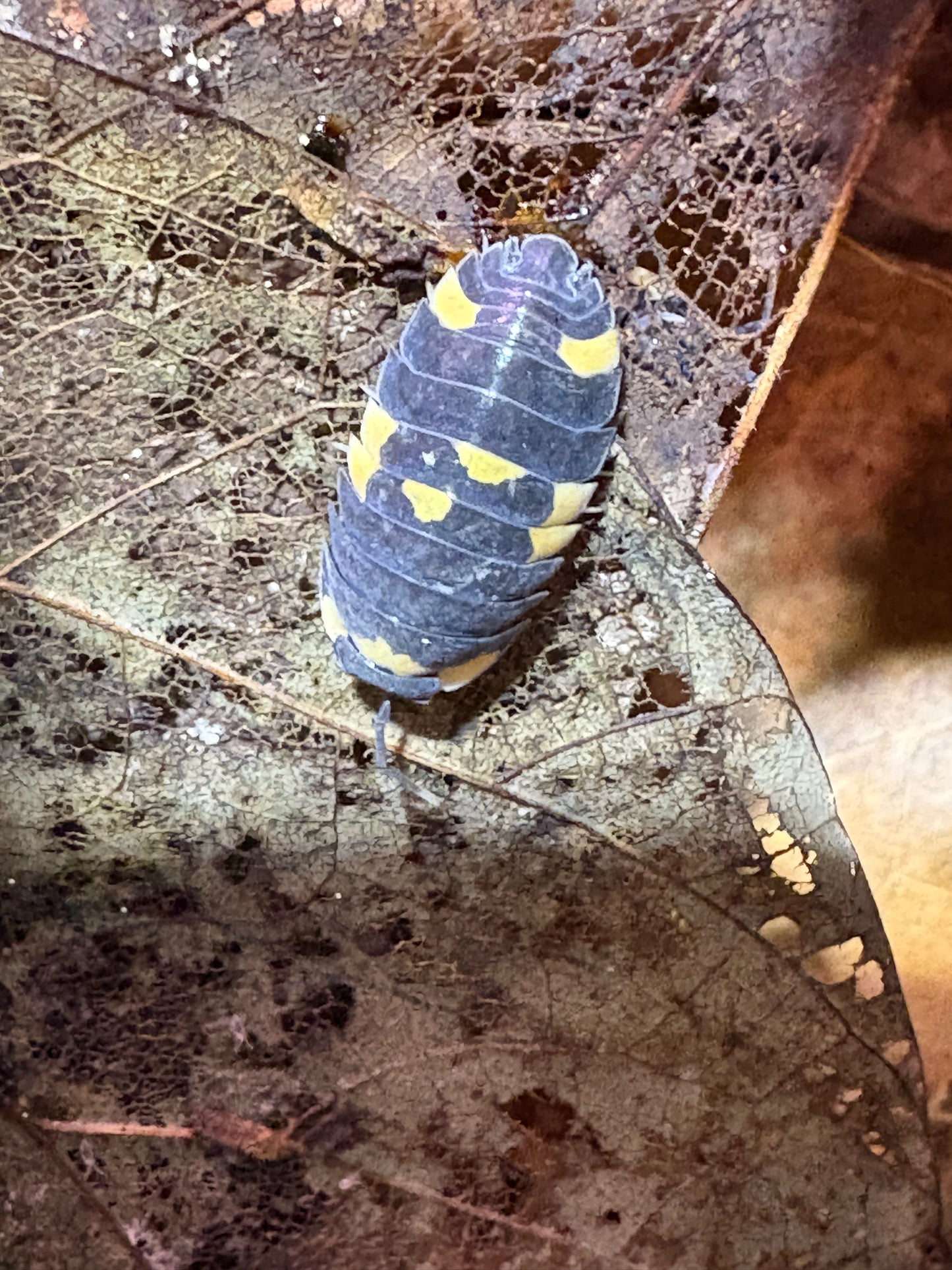 Ardentiella sp. Yellow panda