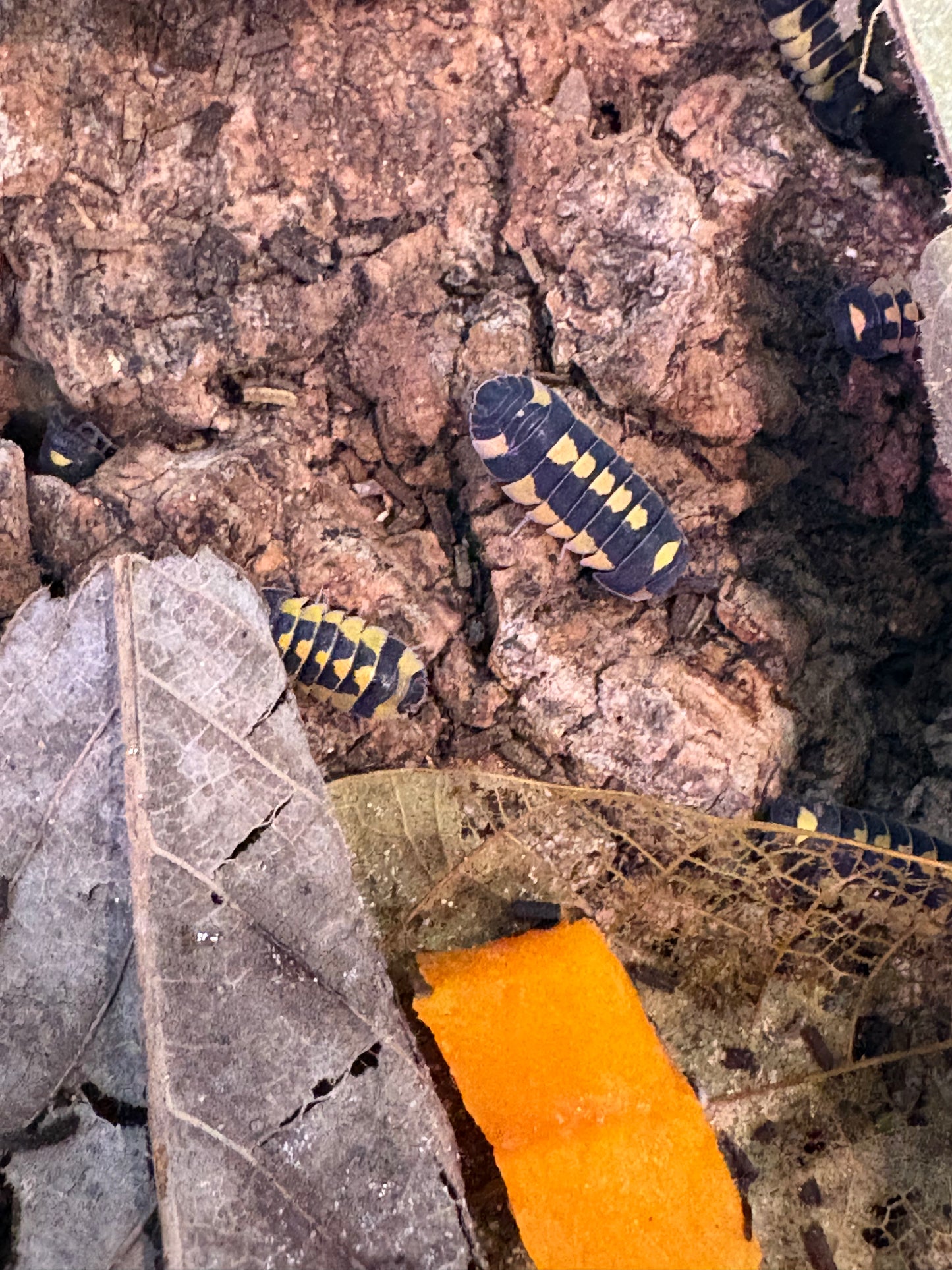 Ardentiella sp. Shadow warriors