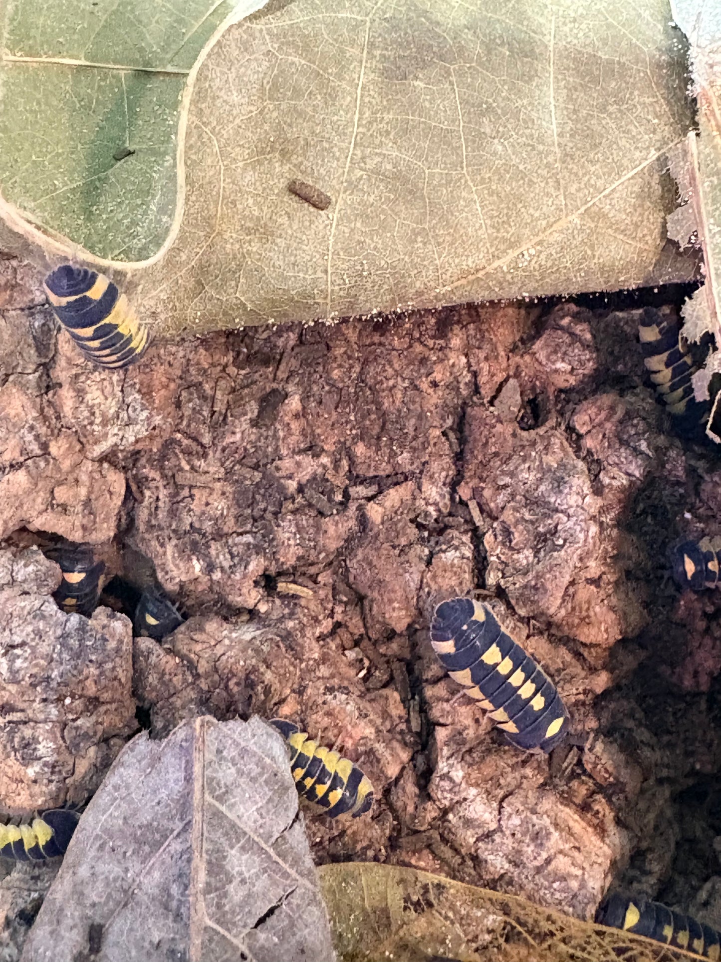 Ardentiella sp. Shadow warriors