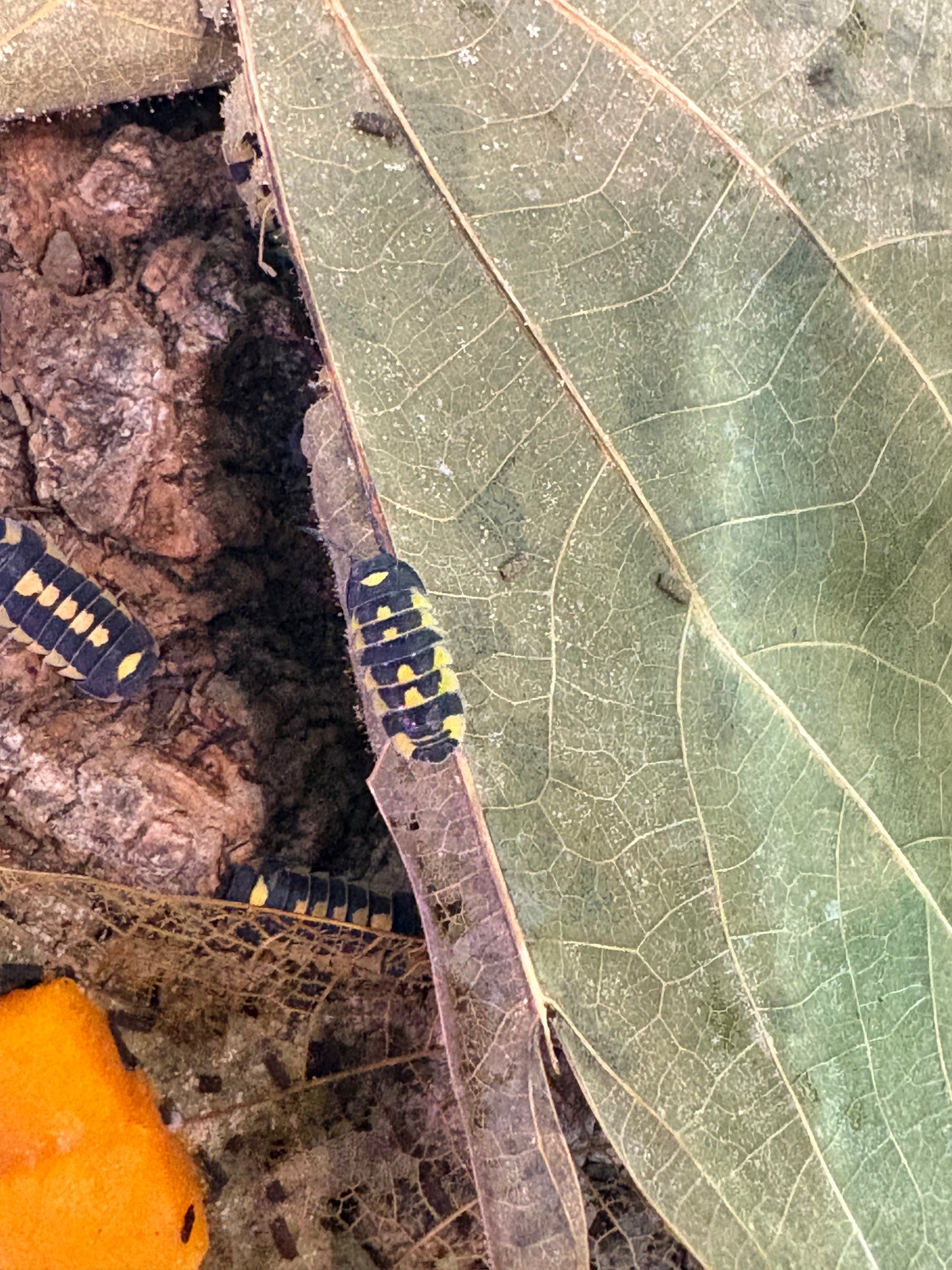 Ardentiella sp. Shadow warriors