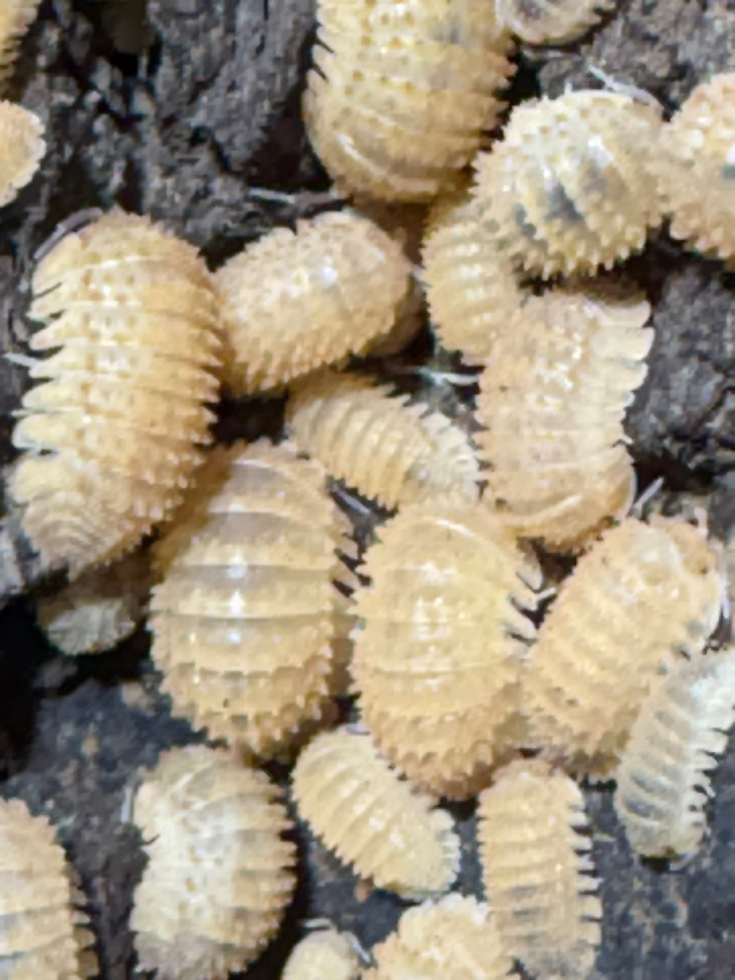 Cristarmadillidium Muricatum “Pineapple spiky”