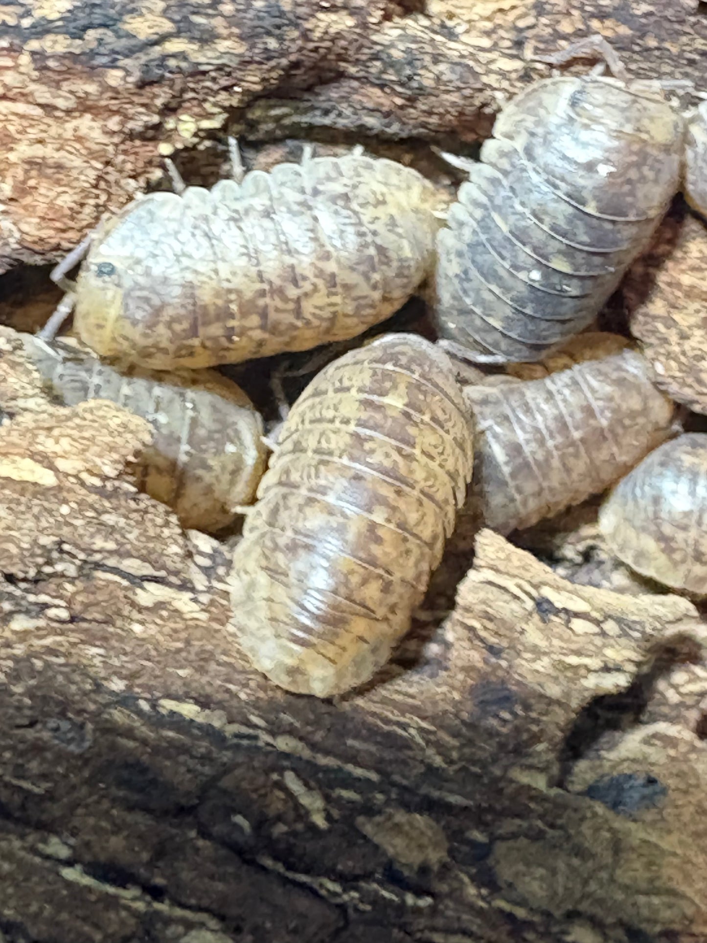 Cubaris sp. Sabah “Gold Flake”