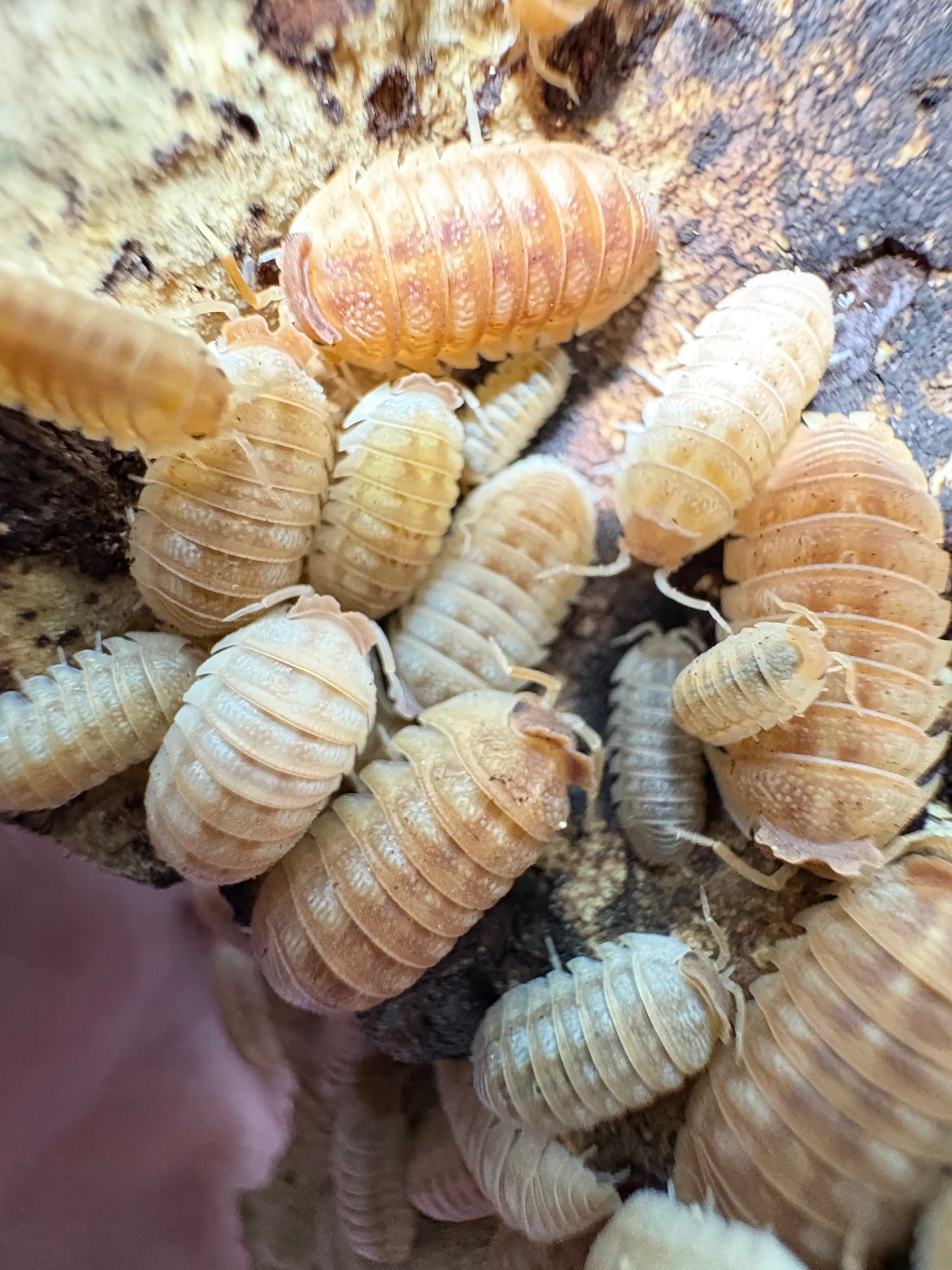 Armadillidium sp. Hauseni “Triceratops”