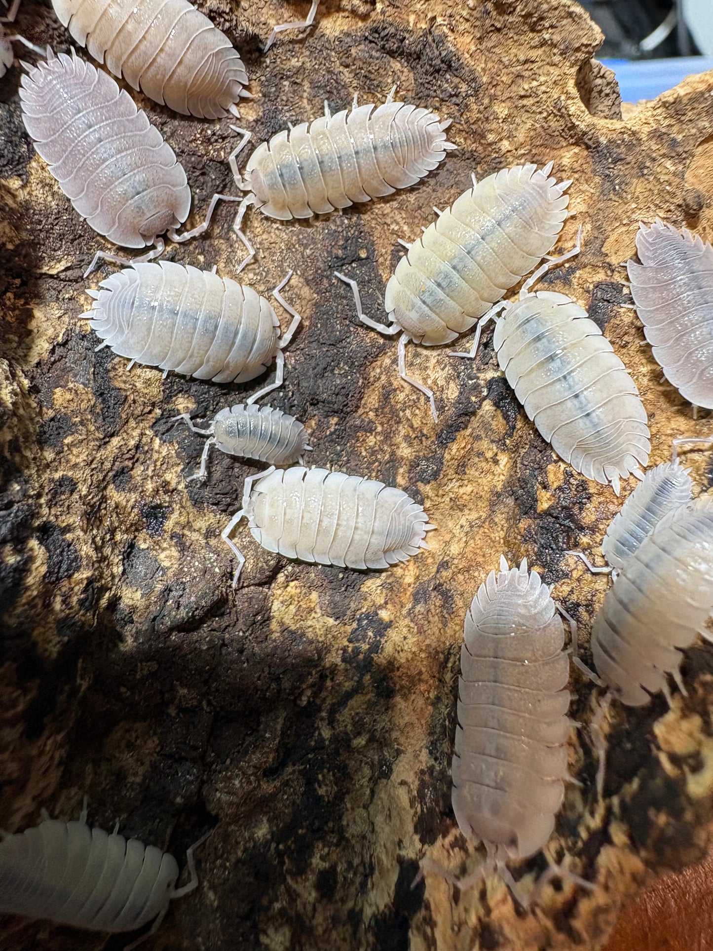 Porcellio Baeticensis “Violet”