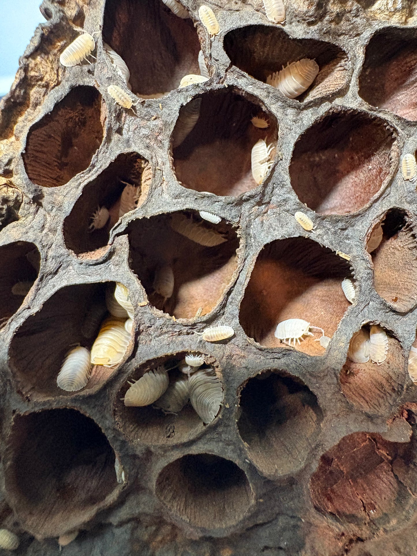 Cubaris sp. Angel Blues