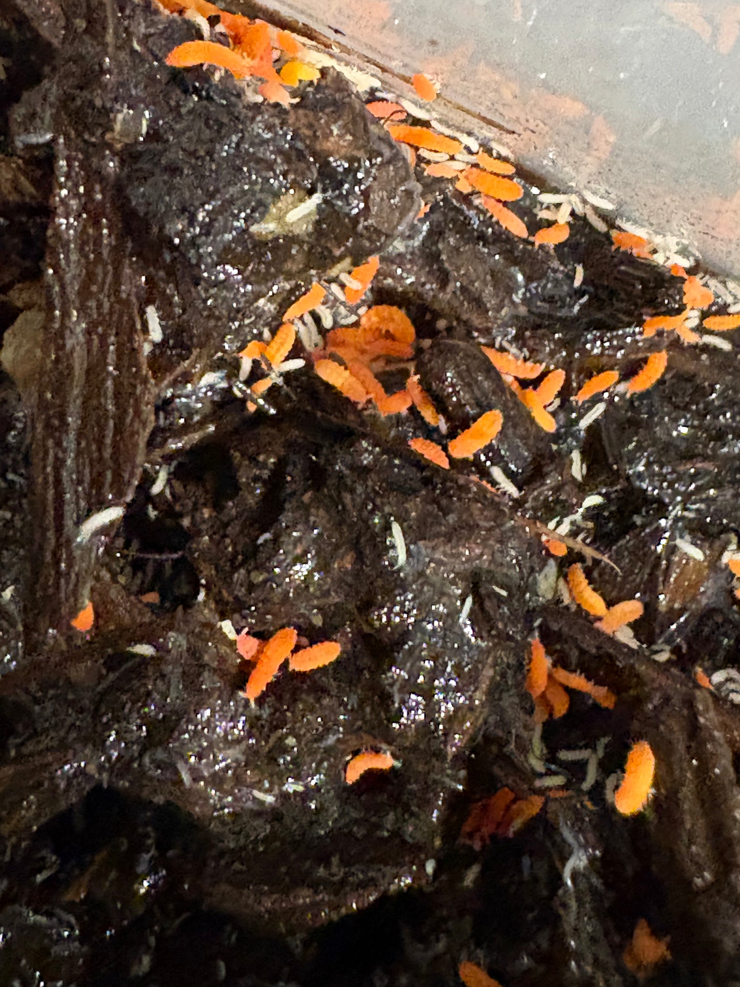 Yuukianura Aphoruoides orange springtails