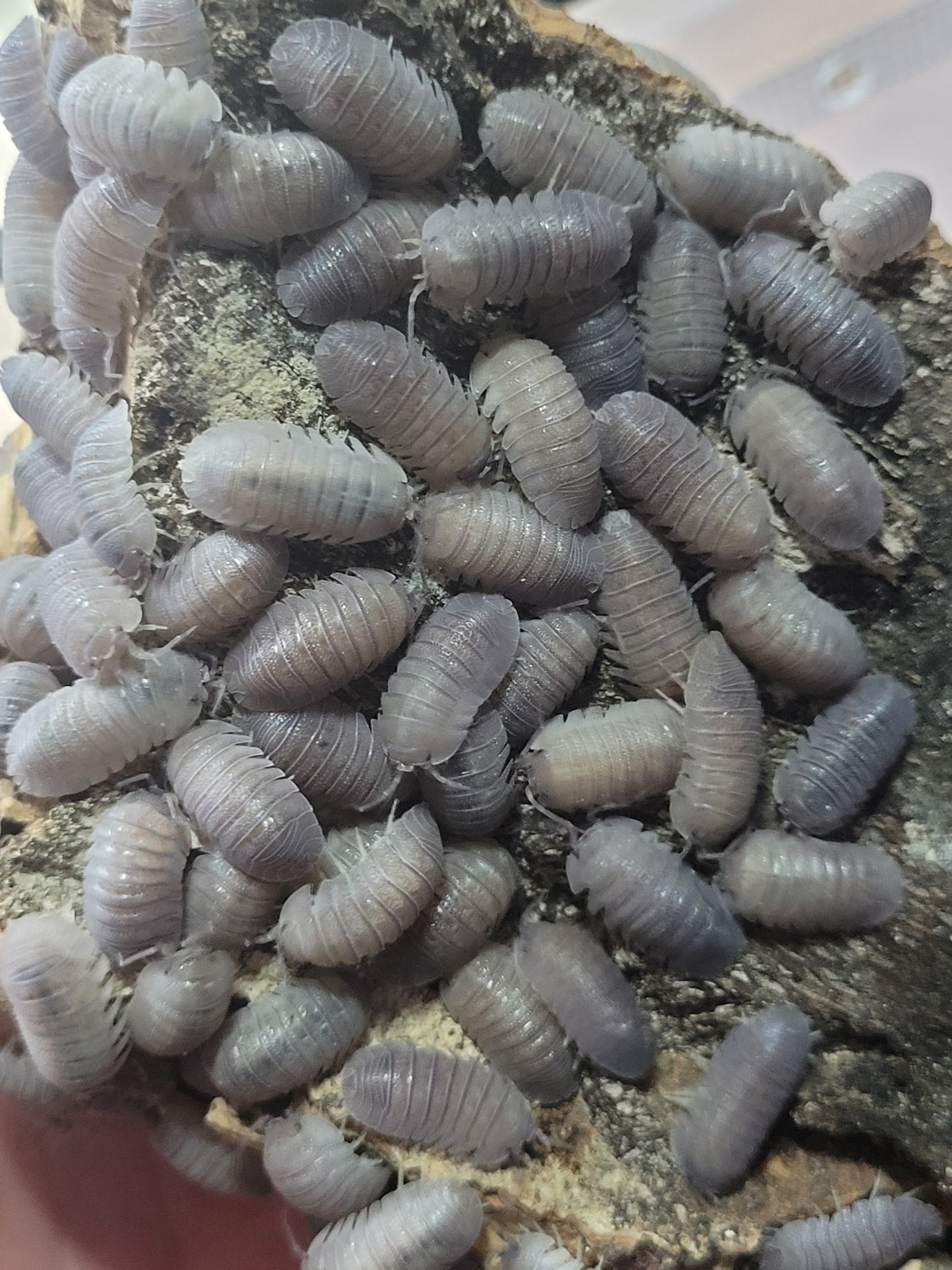 Armadillidium Omblae Sandstone (10+)