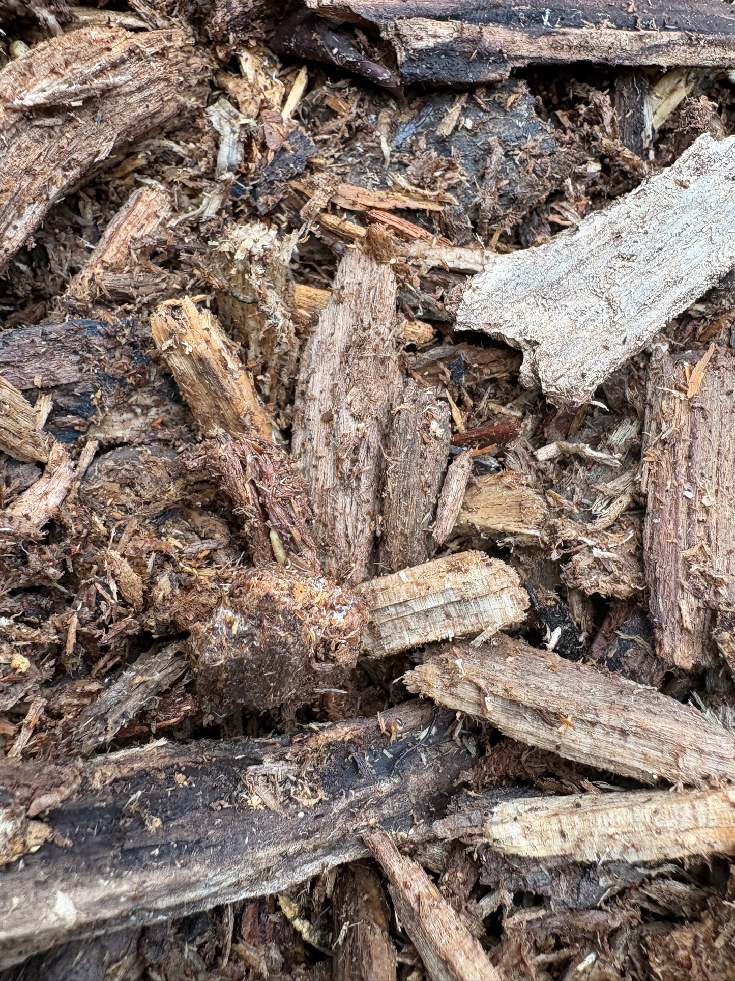 NoLi Pods N’ Stuff – Forest Gold™ Premium Rot Wood Mix