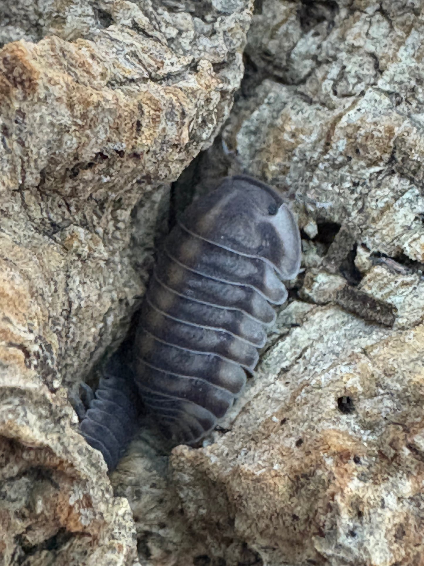 Cubaris sp. Happy nuns