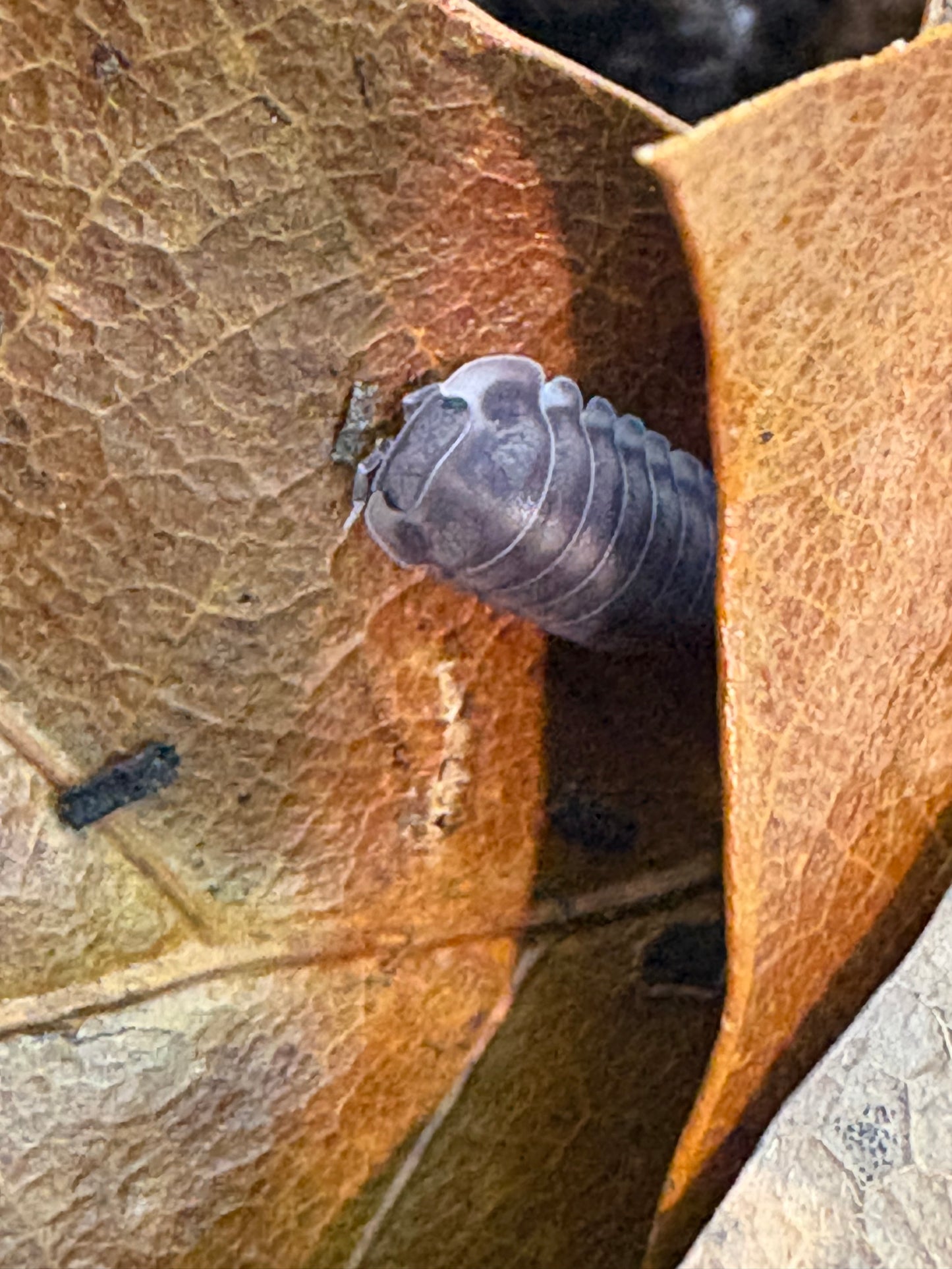 Cubaris sp. Happy nuns