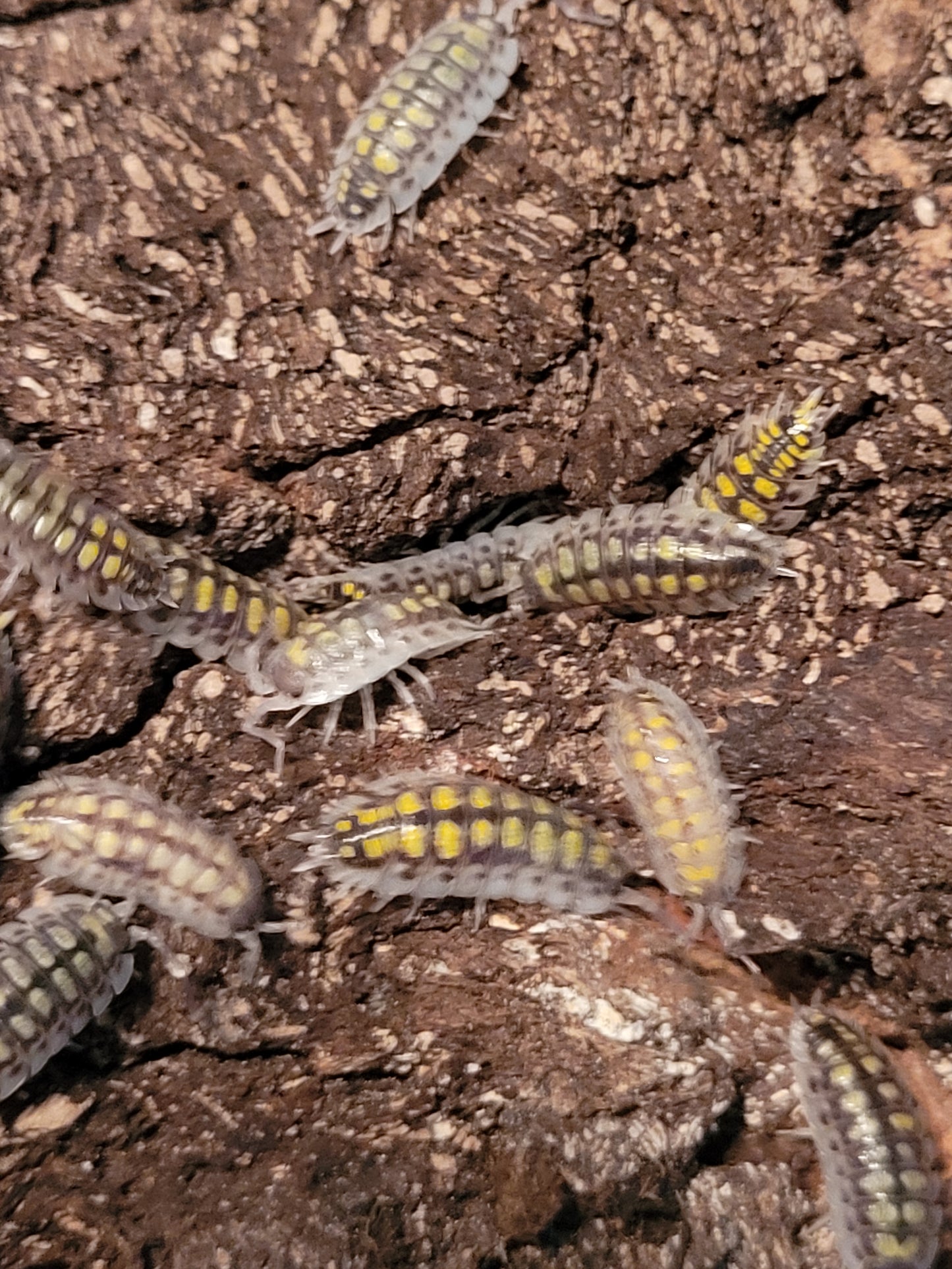 Porcellio Haasi high yellow (10 count)